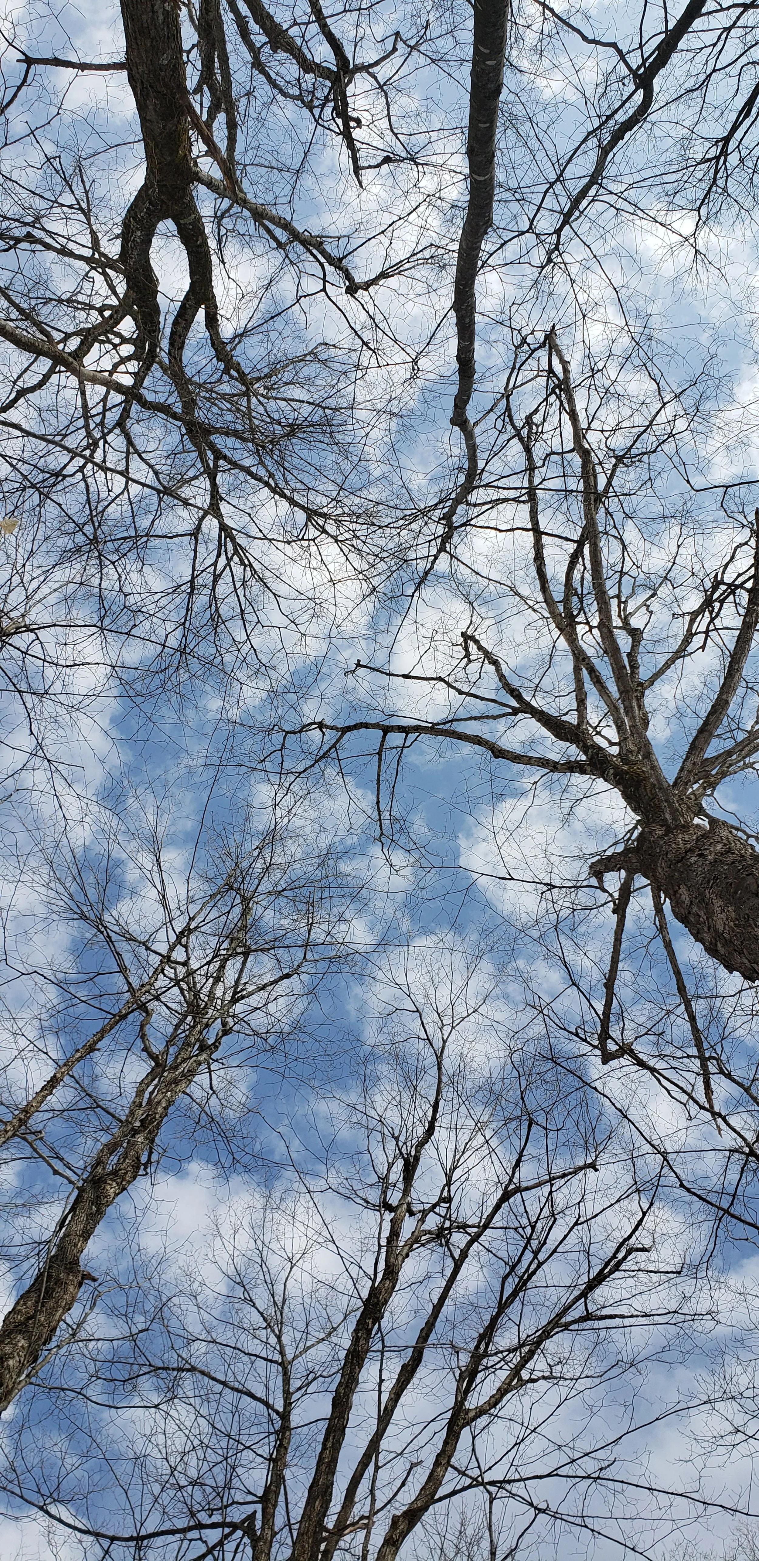View of leafless trees with a cloudy sky in the background.