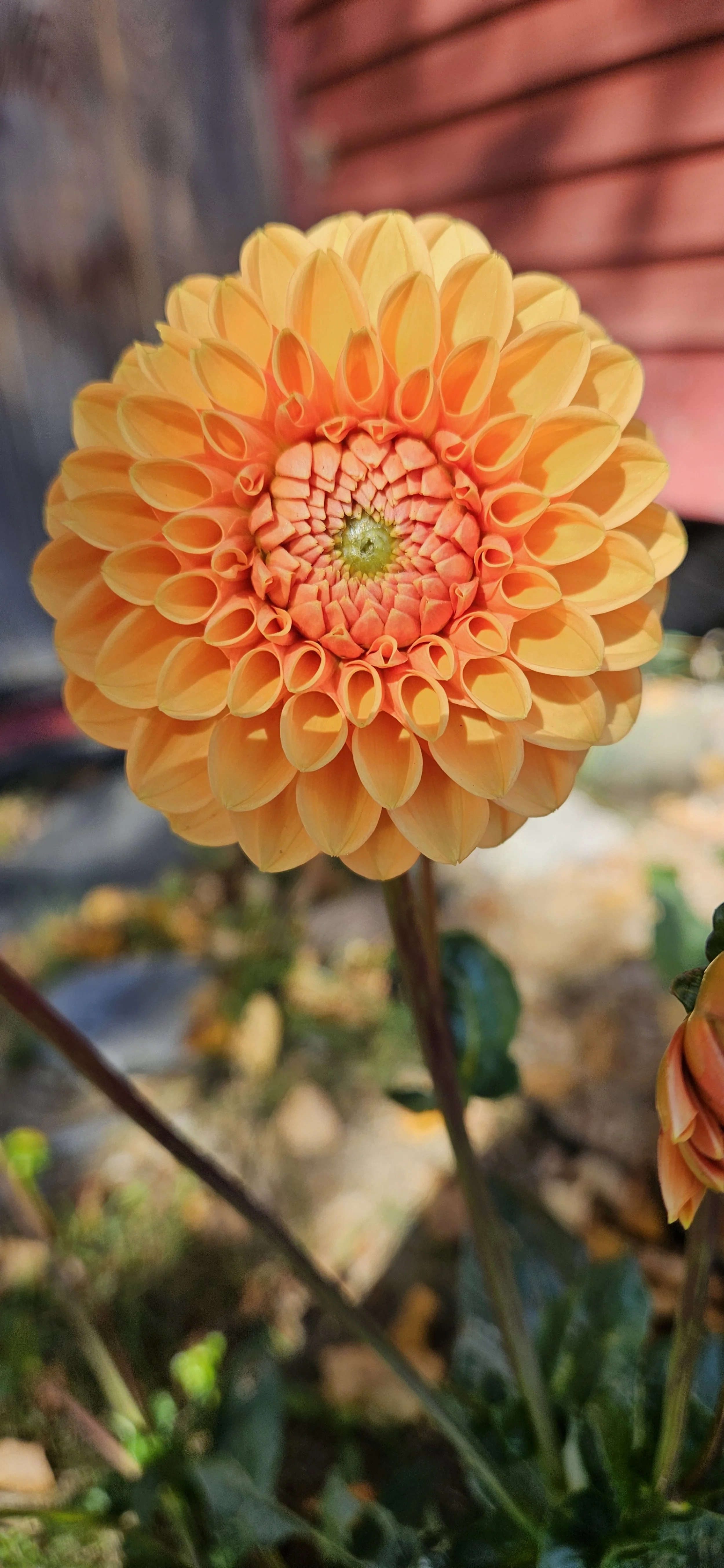 Close-up of a bright orange dahlia flower with layered petals in a garden.
