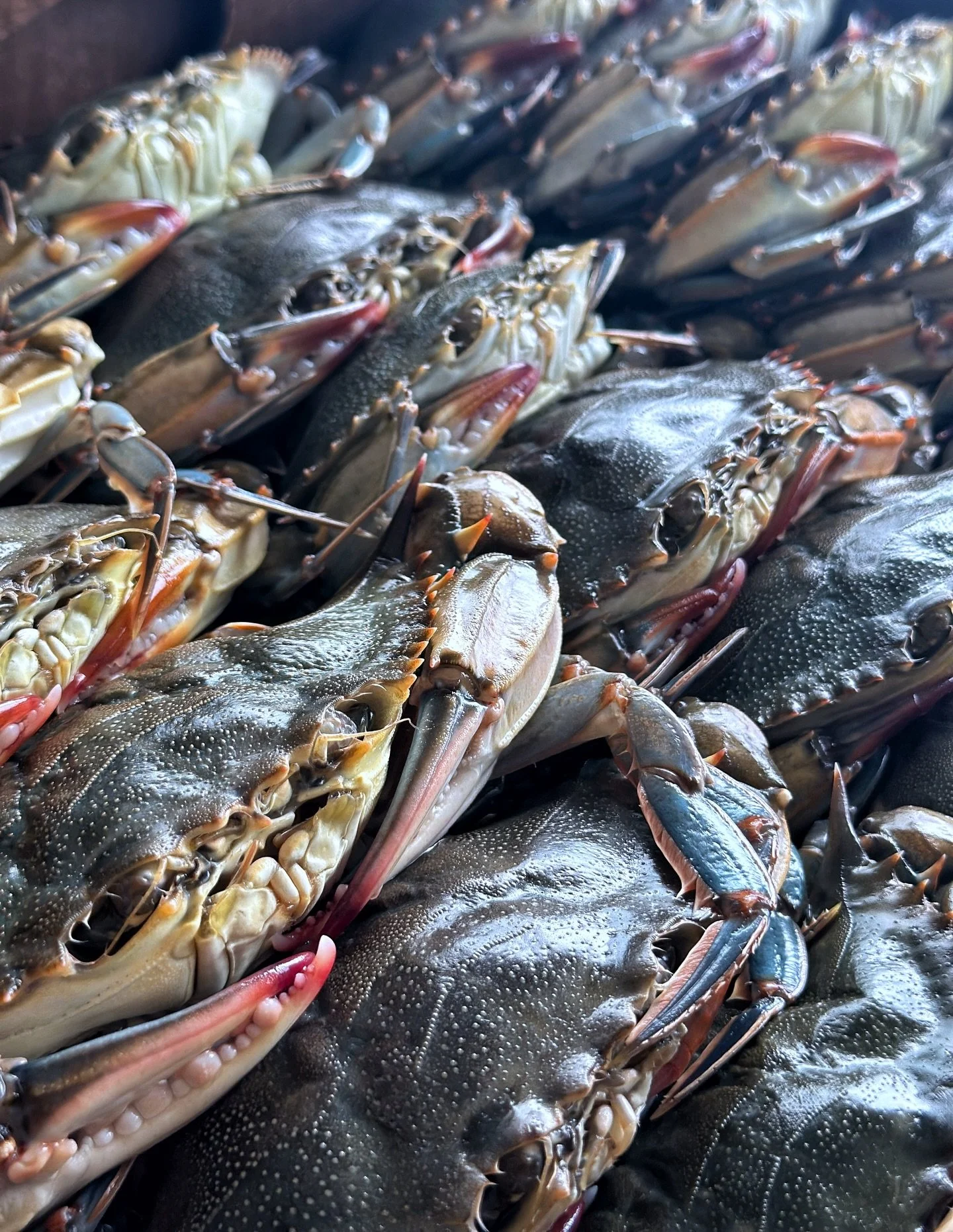 🦀 Soft shell crab season is here&mdash;if you know, you know.

The first batch just arrived from Maryland: delicate, sweet, and packed with that unmistakable flavor that only comes around once a year. We&rsquo;ll have these soft shell crabs all week