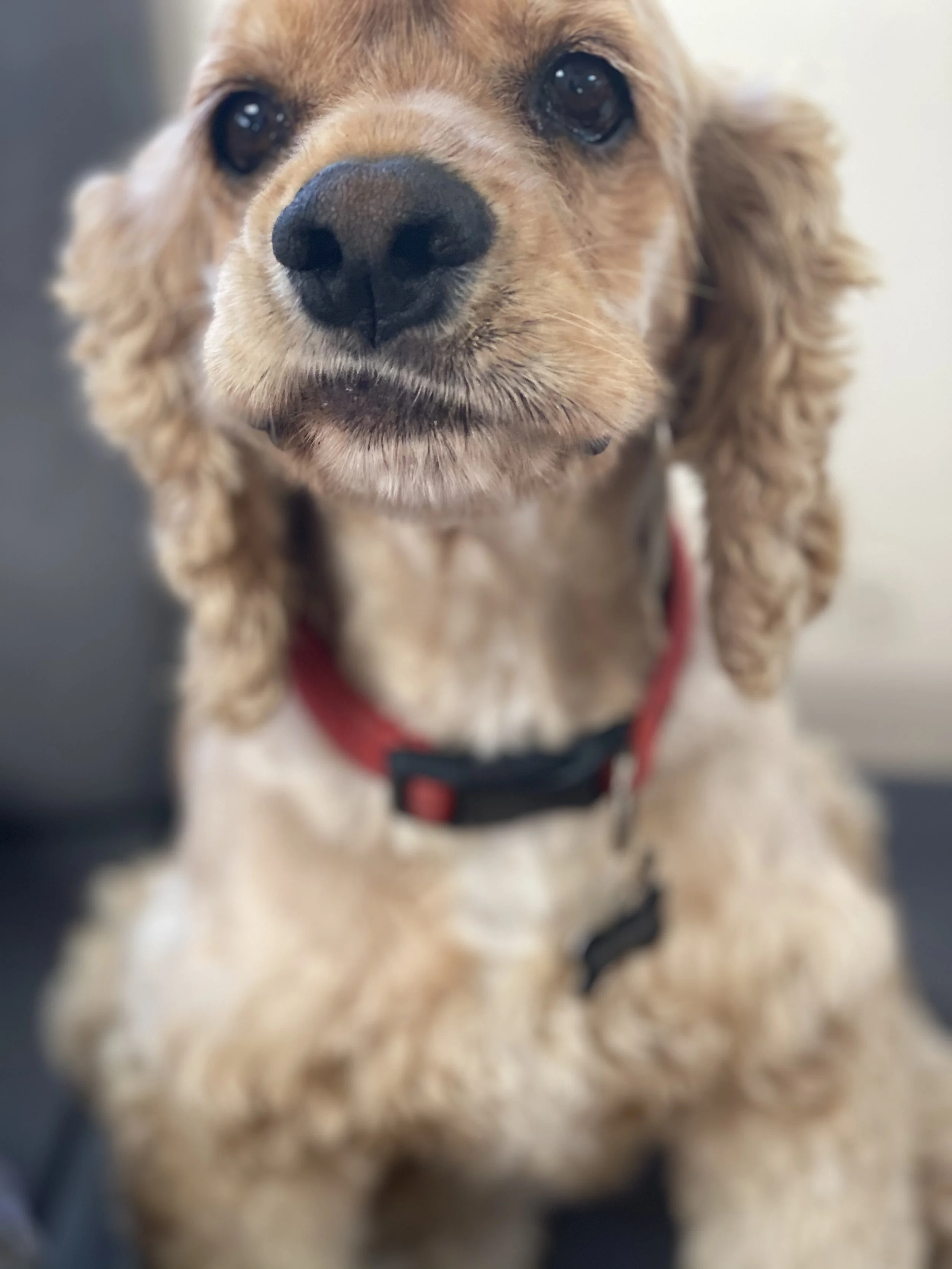 Pensive