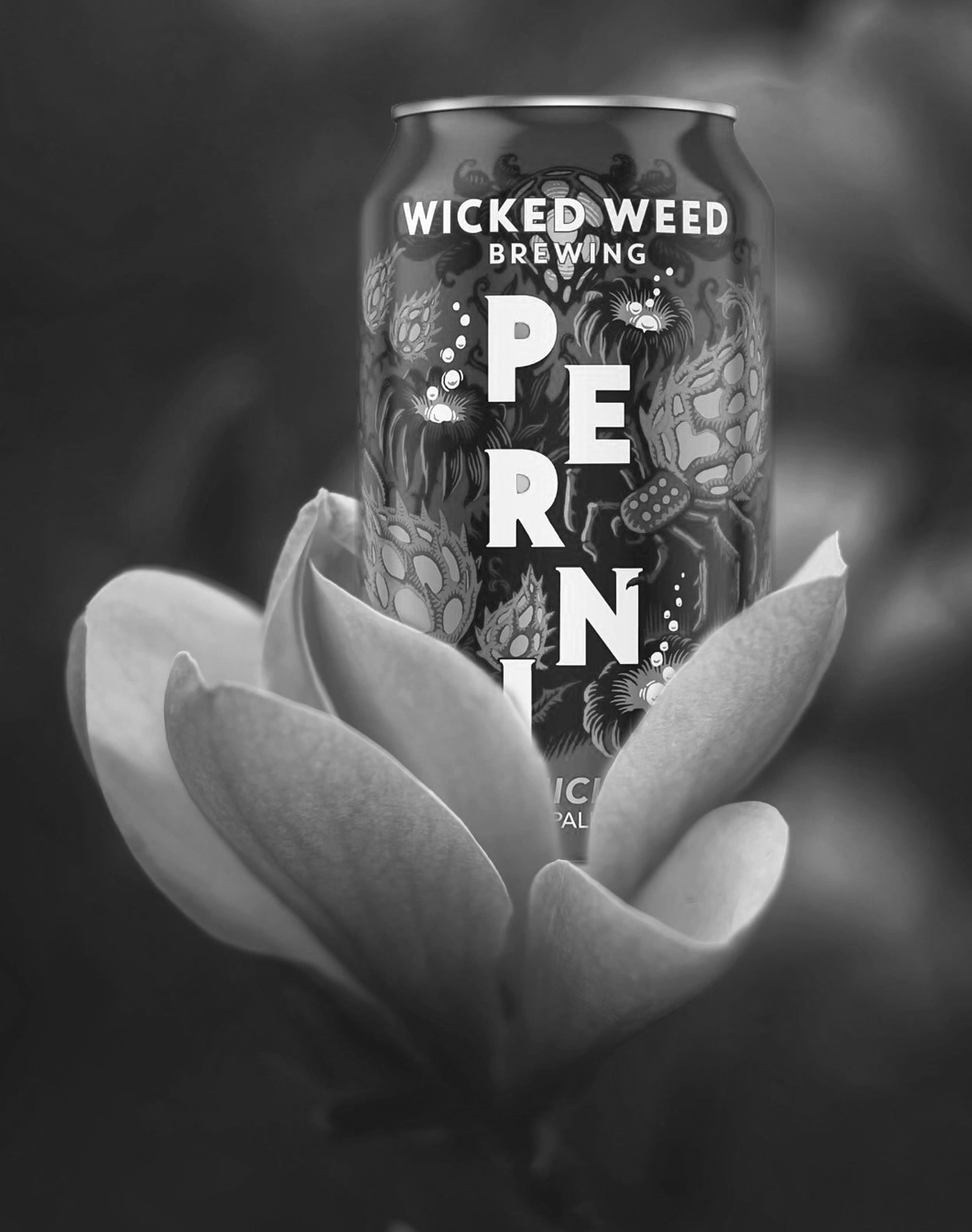 wicked+weed+bandd.jpg