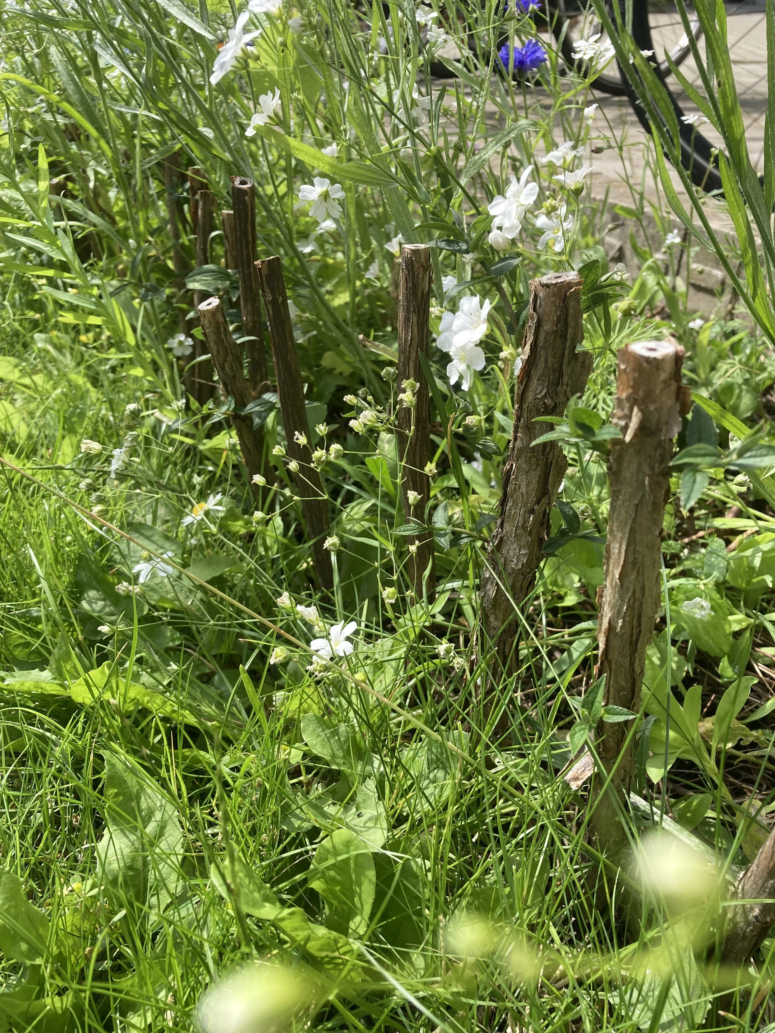 2024-07-05 14.50.30.jpg