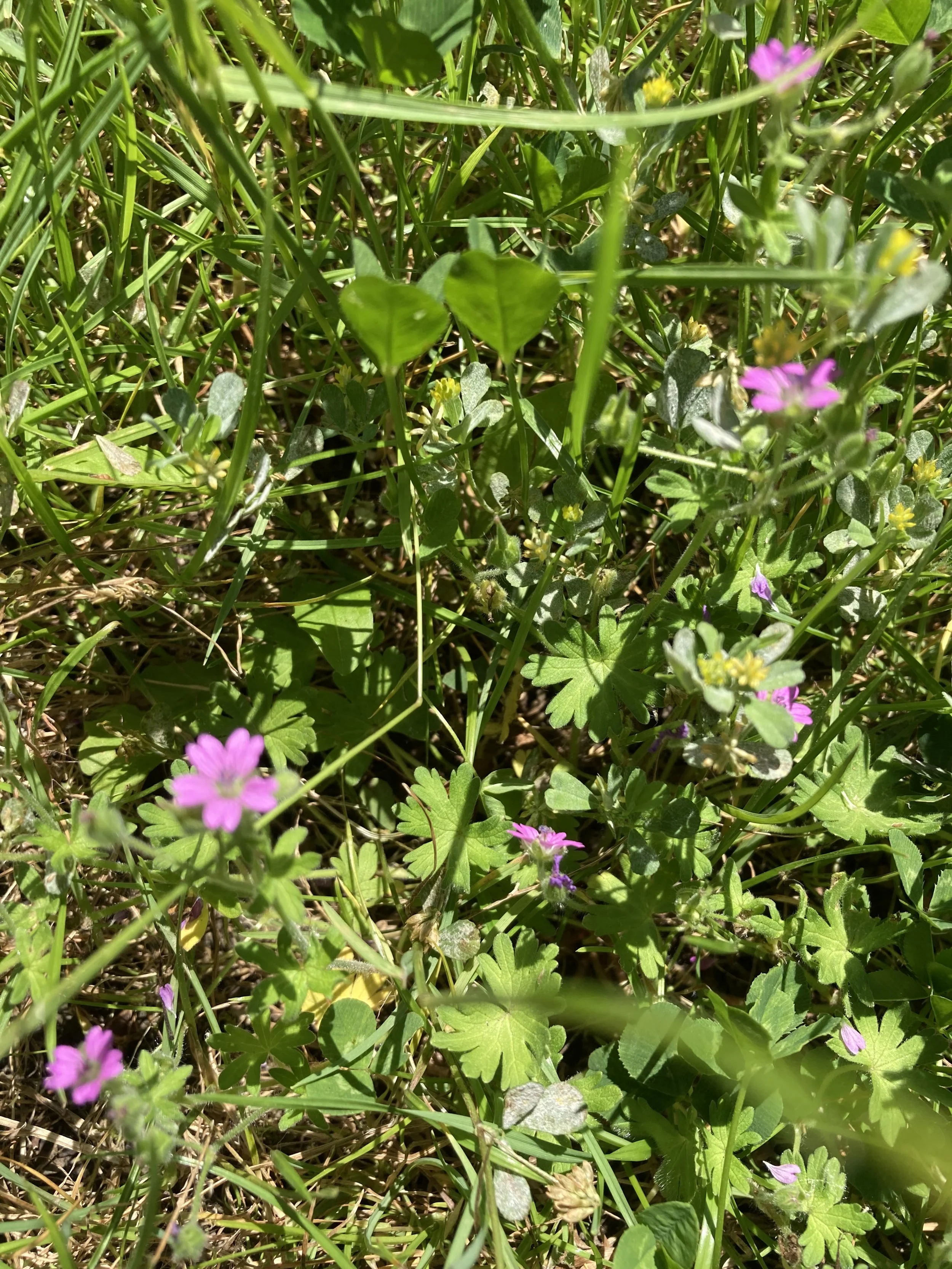 2024-06-25 12.50.32.jpg