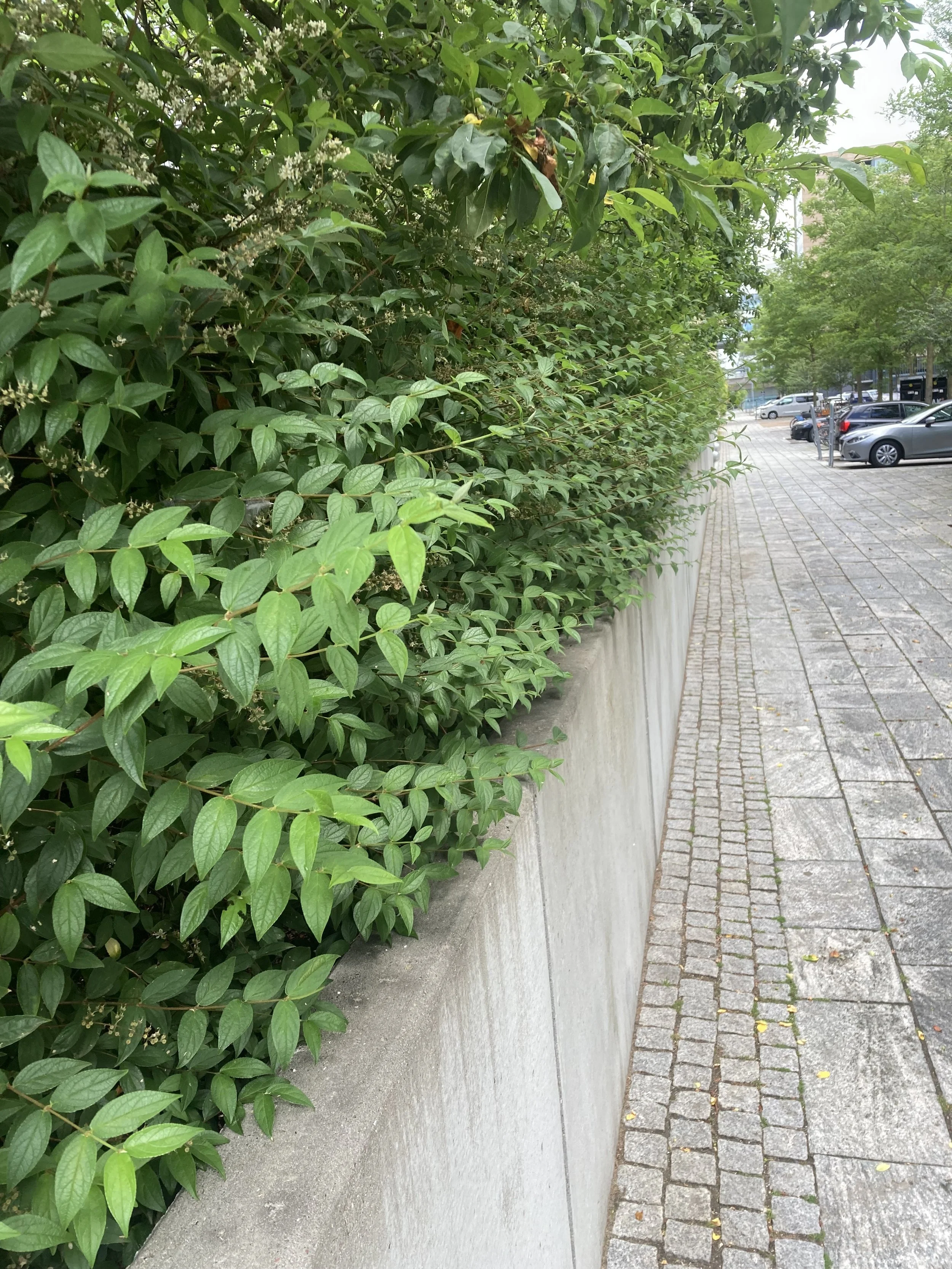 2024-07-05 13.36.29.jpg