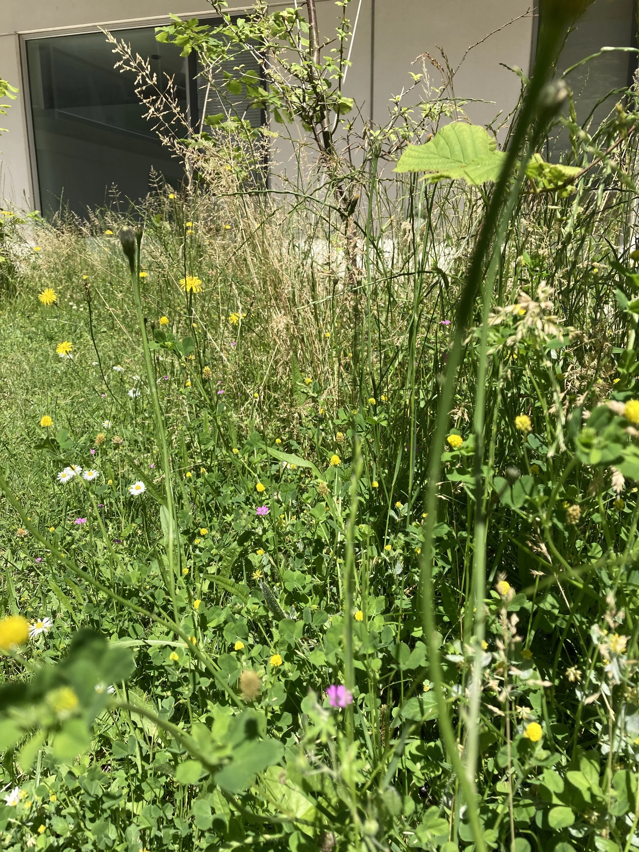 2024-06-25 12.50.12.jpg