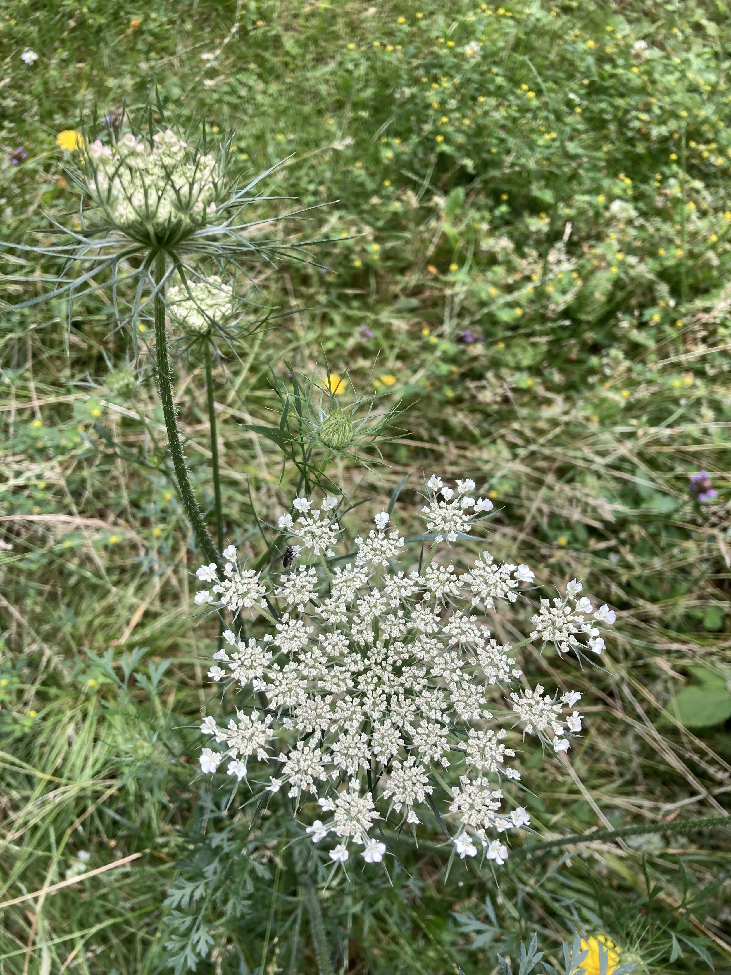 2024-07-09 15.08.18.jpg