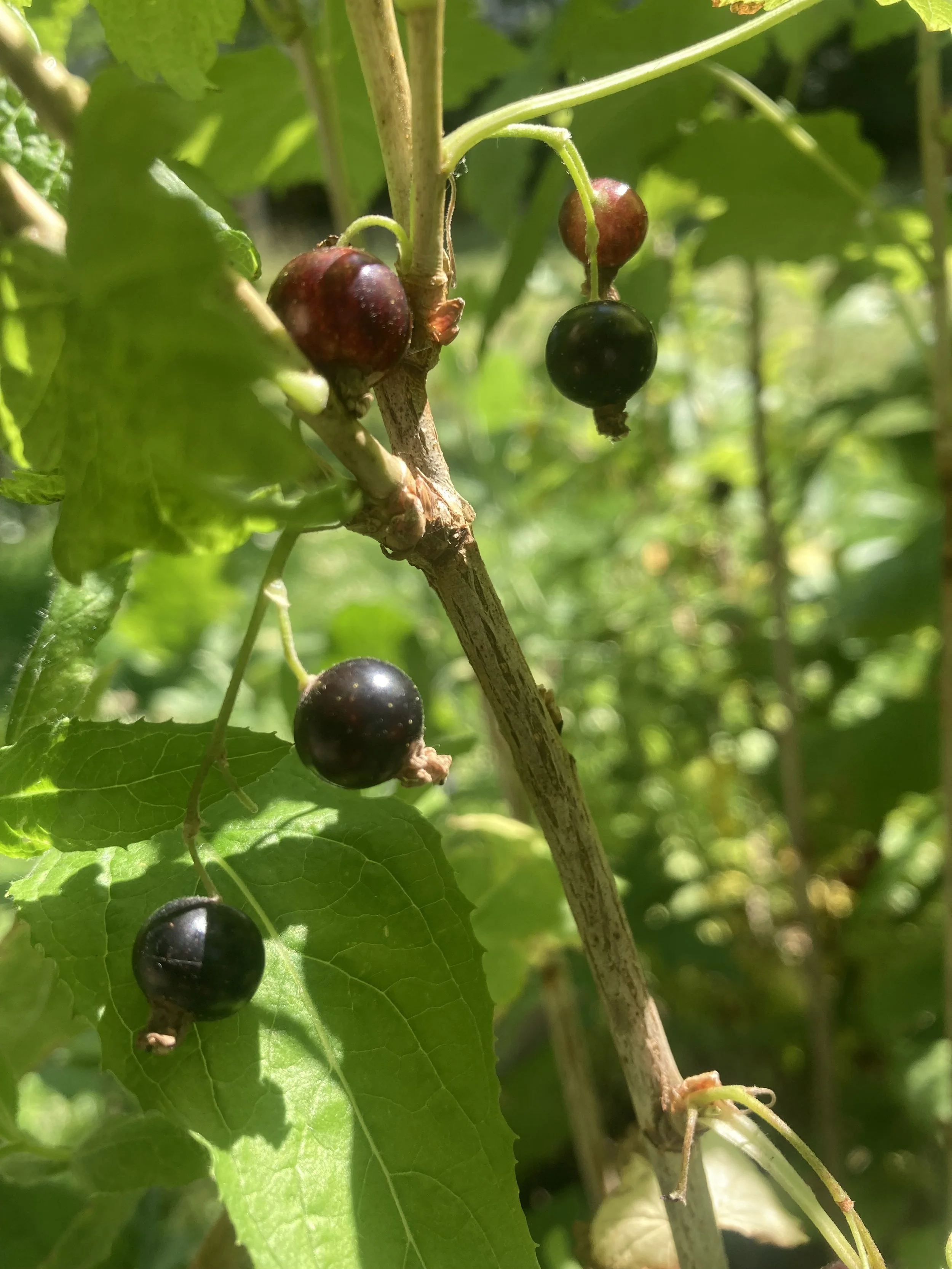 2024-06-28 15.15.09.jpg