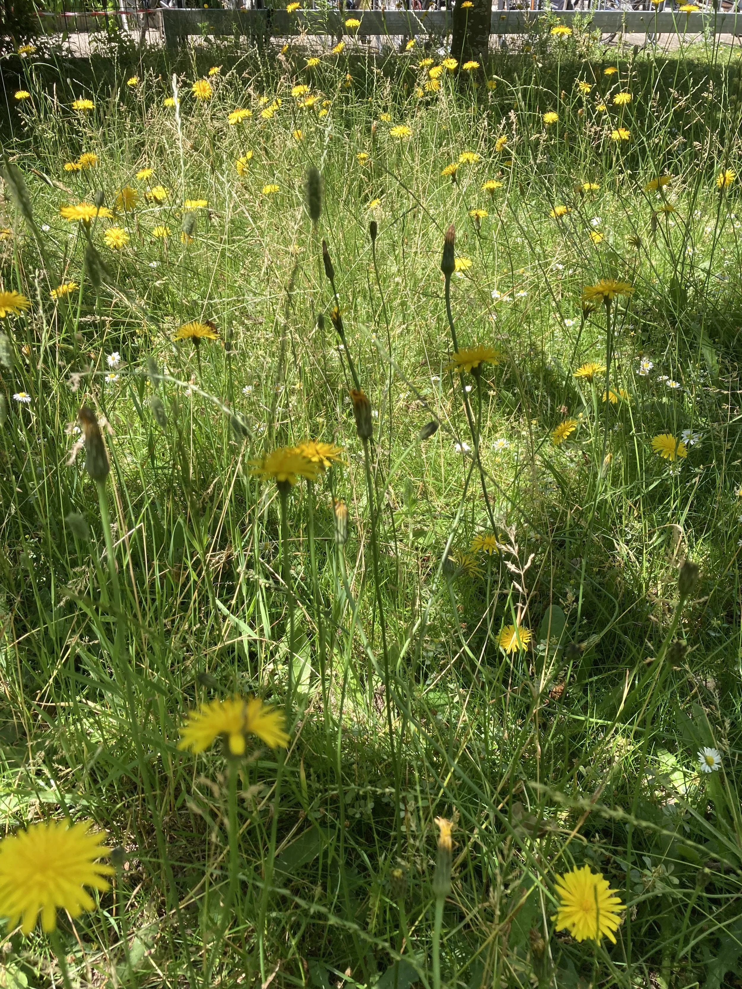 2024-06-25 12.49.17.jpg