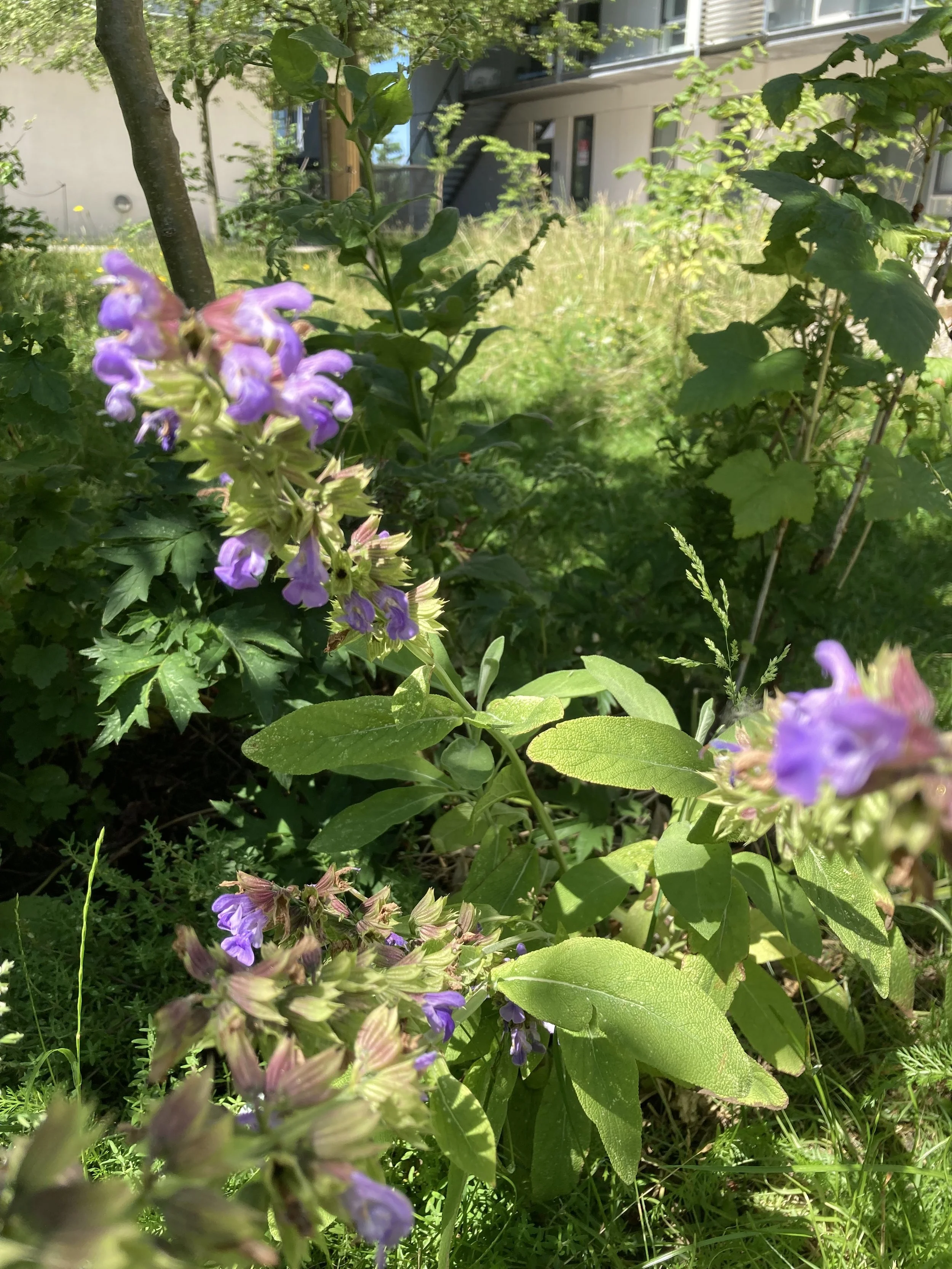 2024-06-25 12.51.15.jpg