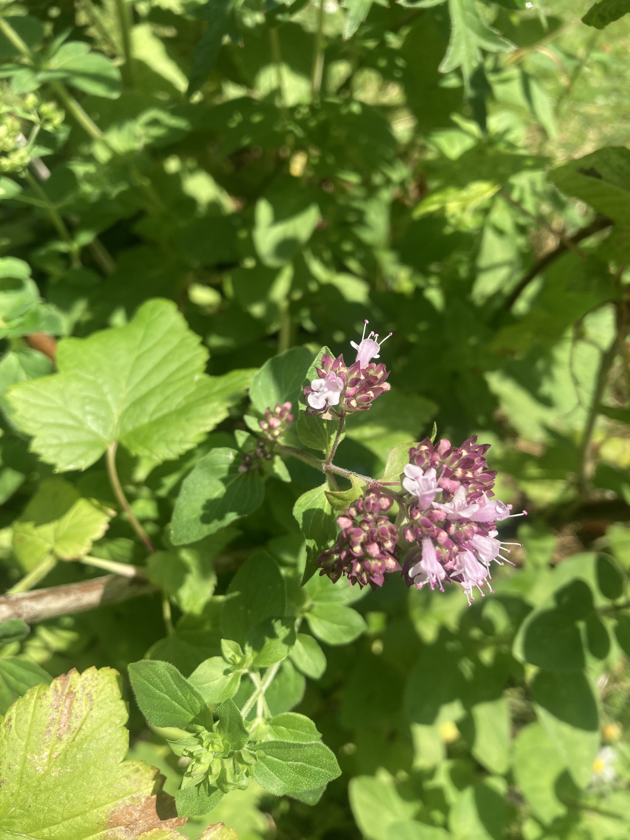 2024-06-28 15.16.19.jpg