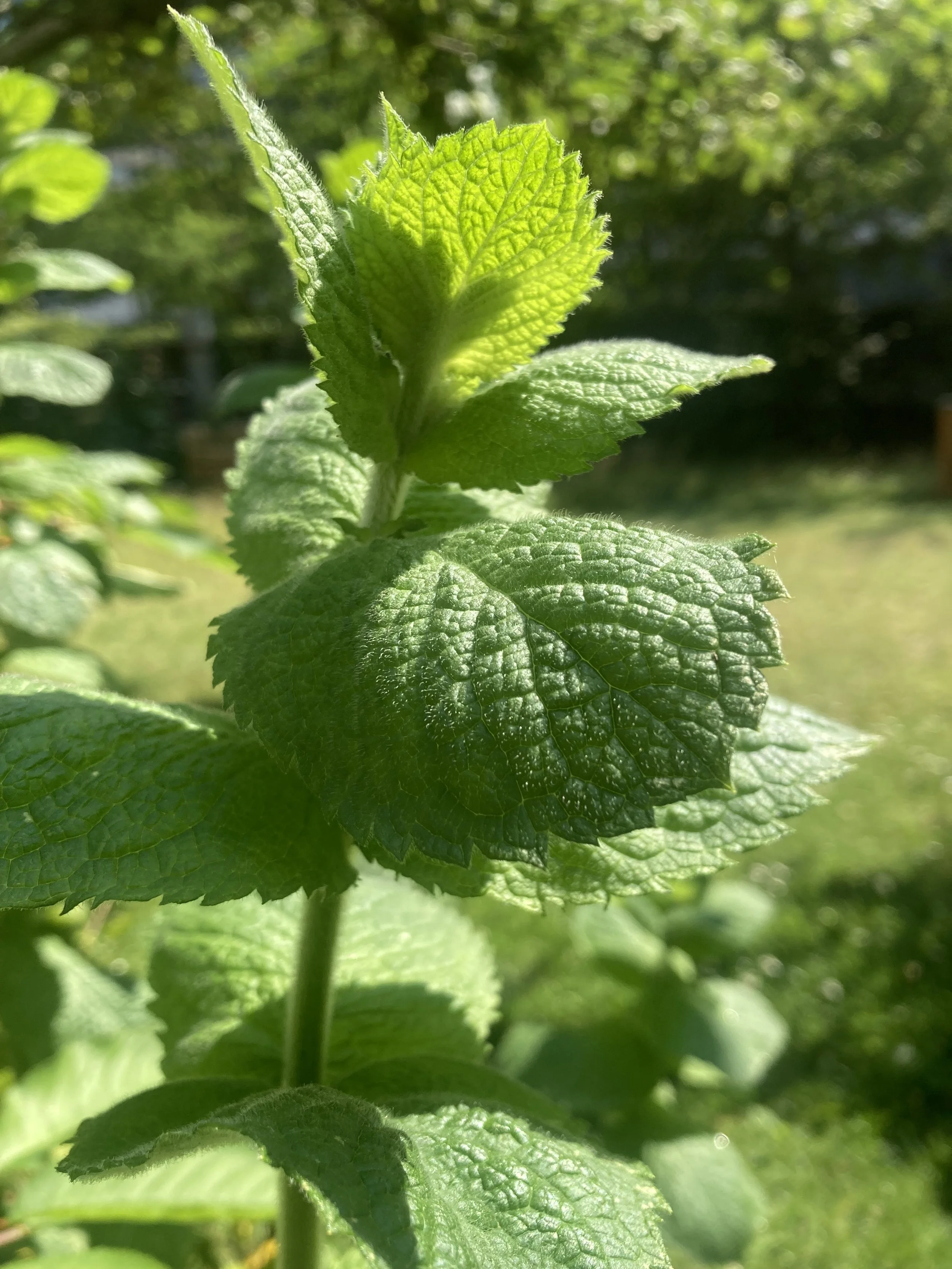 2024-06-28 15.15.26.jpg