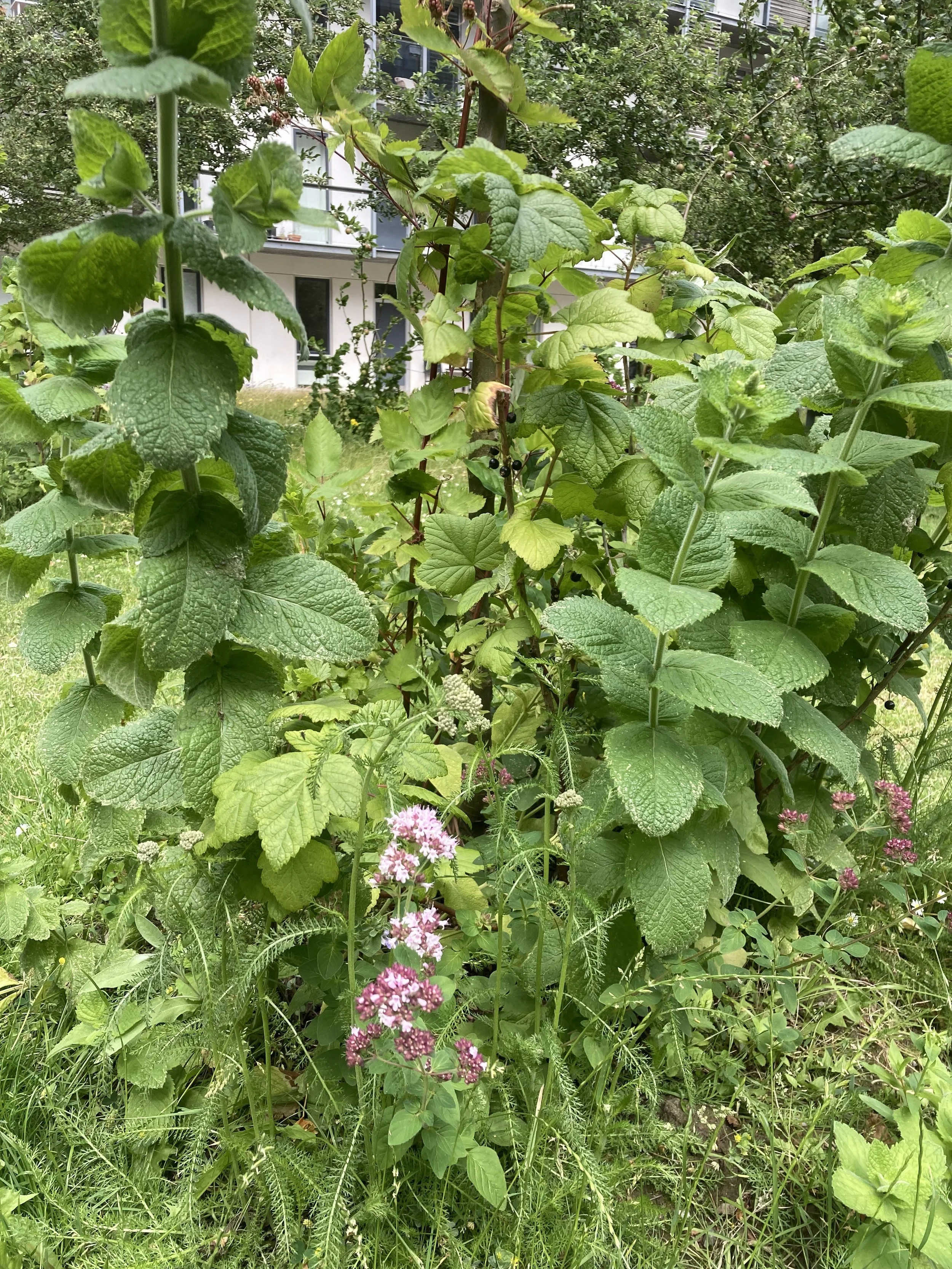 2024-07-05 15.00.25.jpg