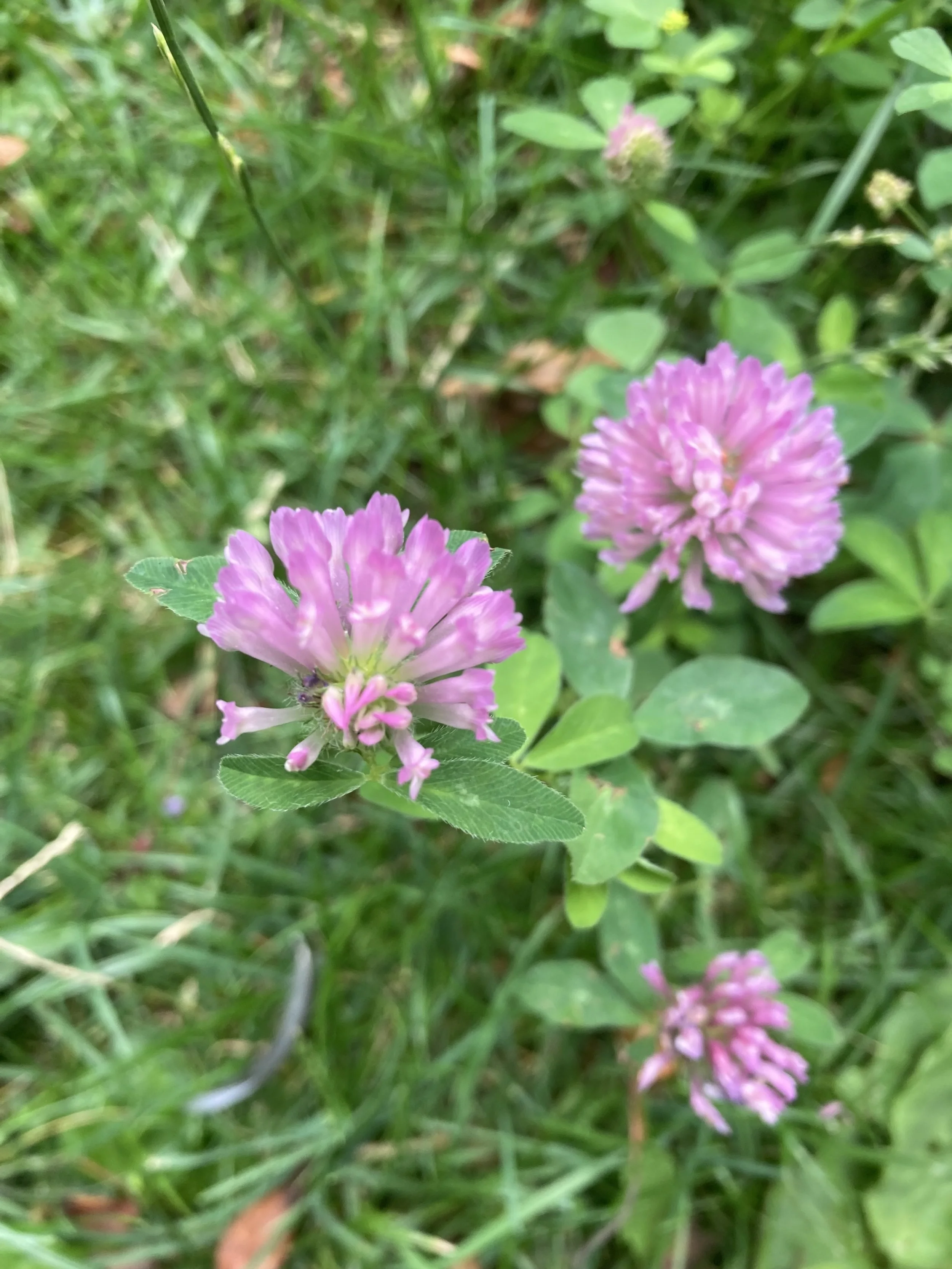 2024-07-09 15.07.42.jpg