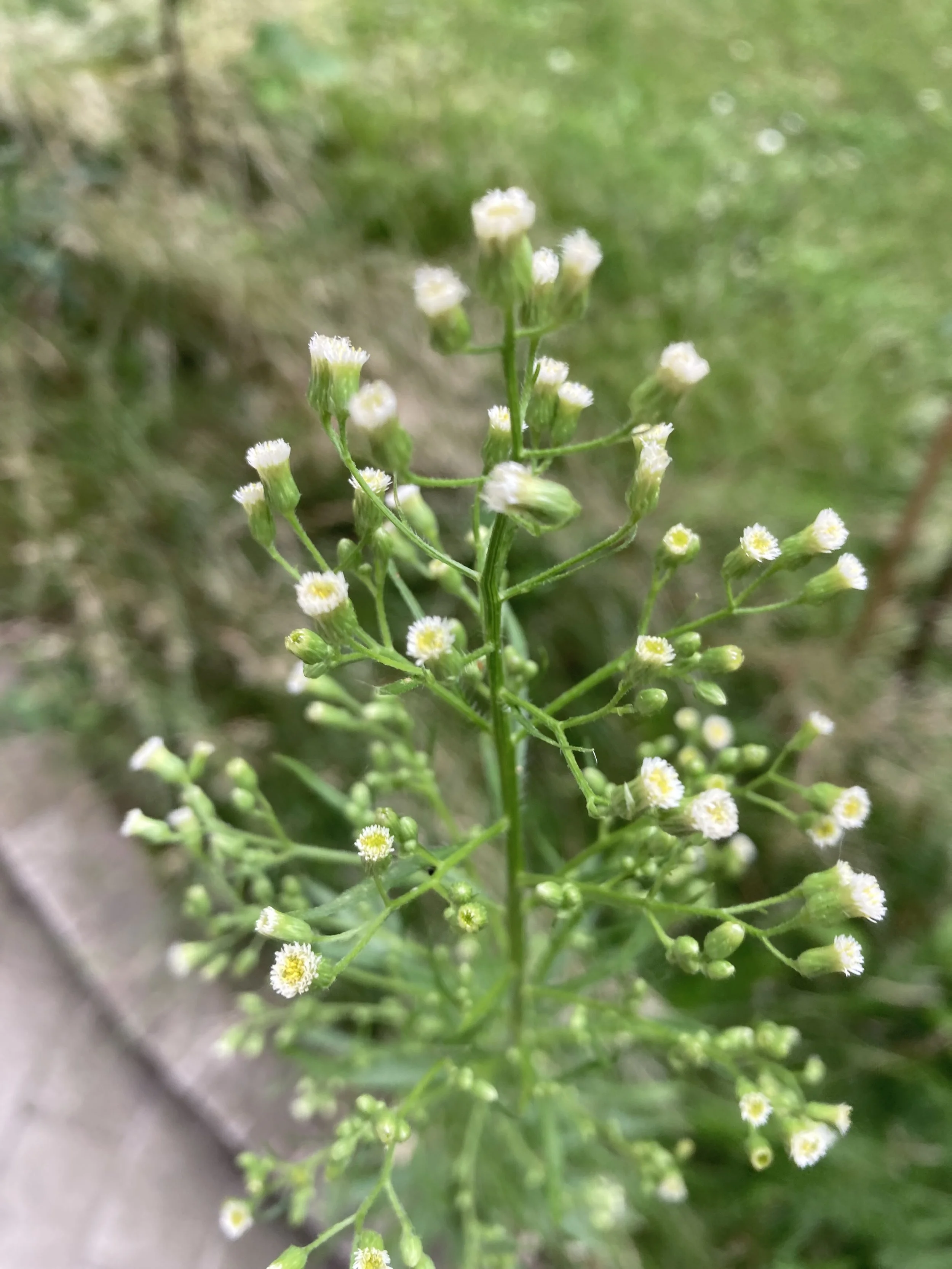 2024-07-09 15.08.02.jpg