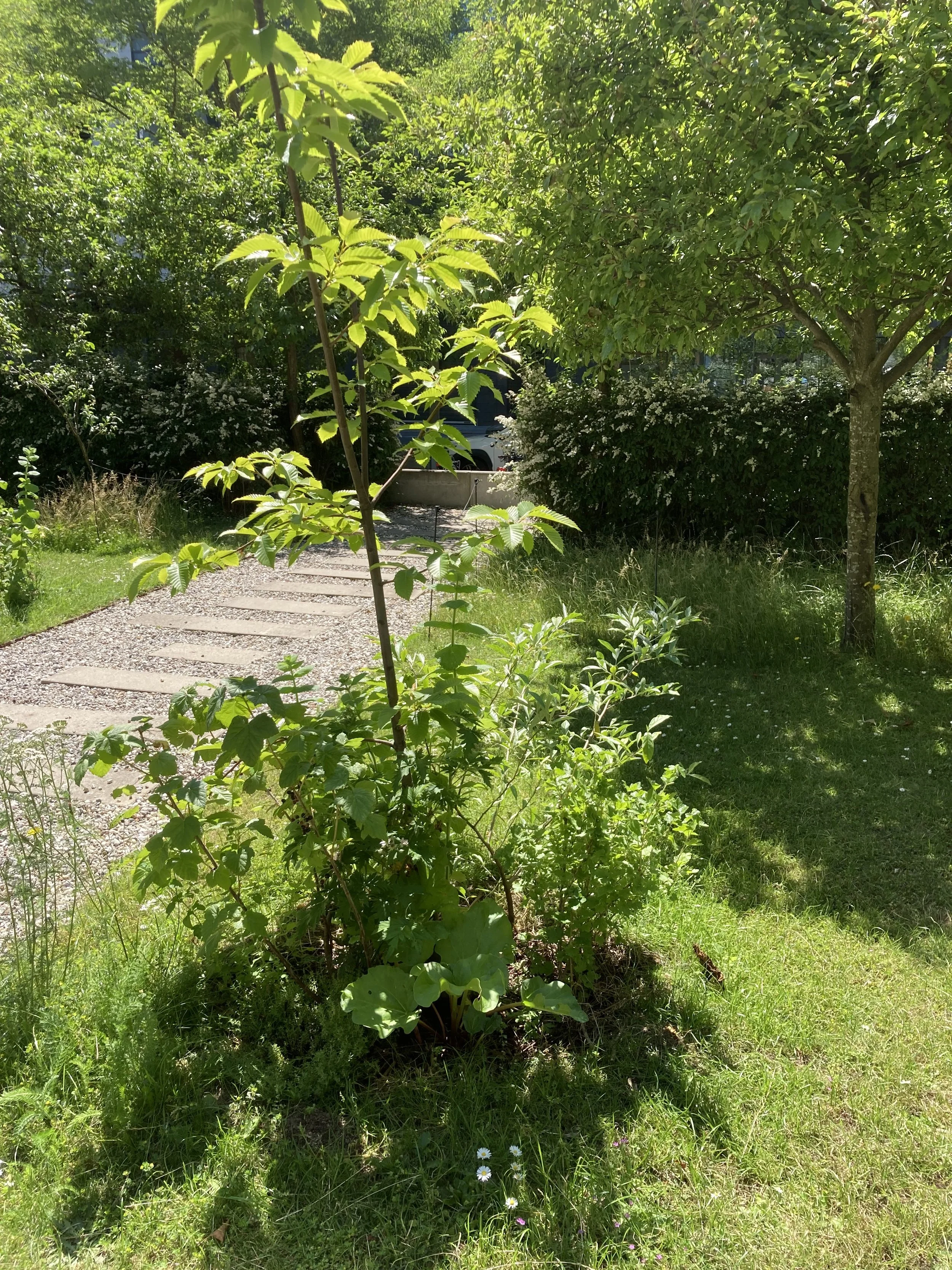 2024-06-25 12.51.55.jpg