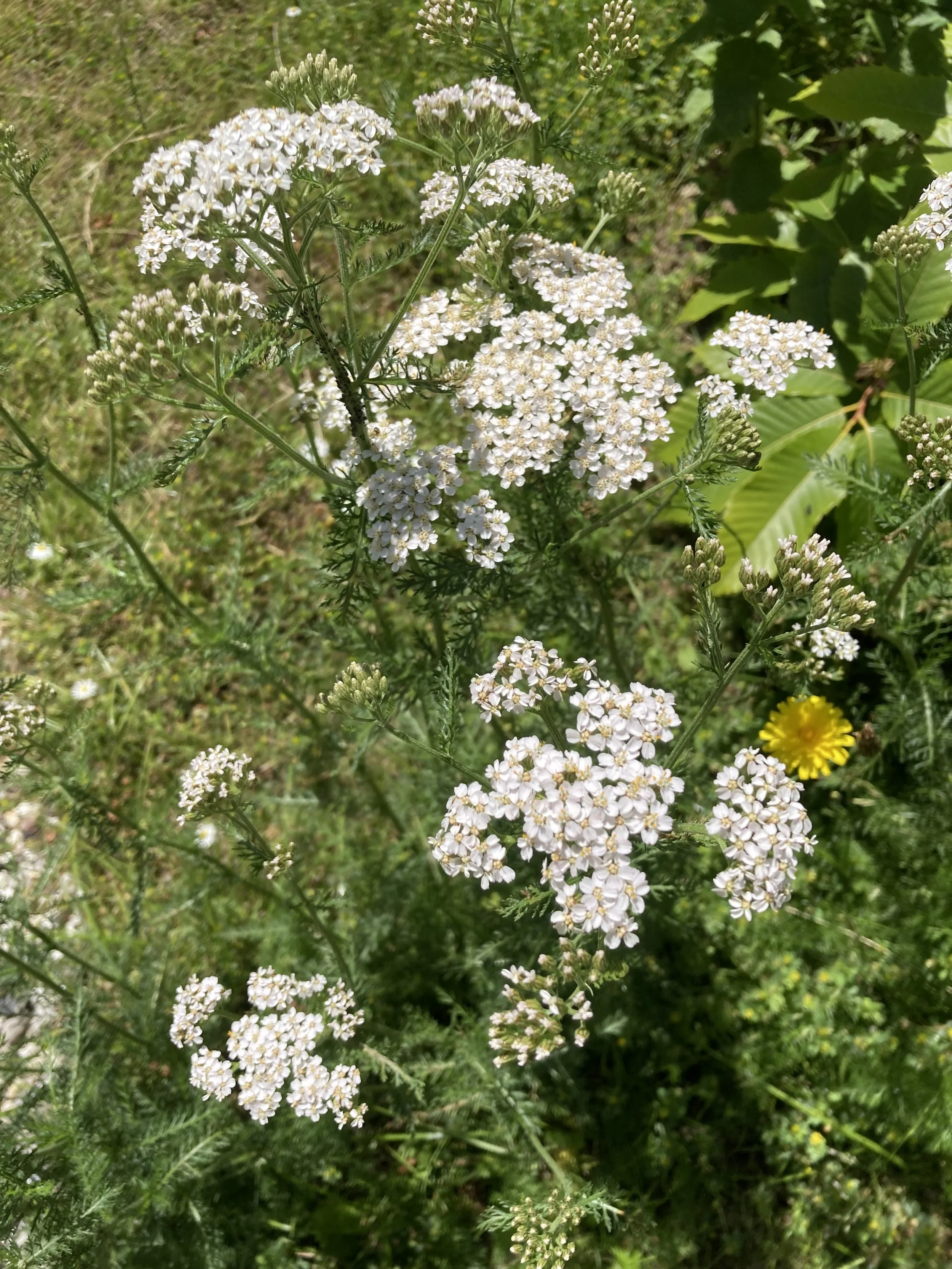 2024-06-25 12.48.51.jpg