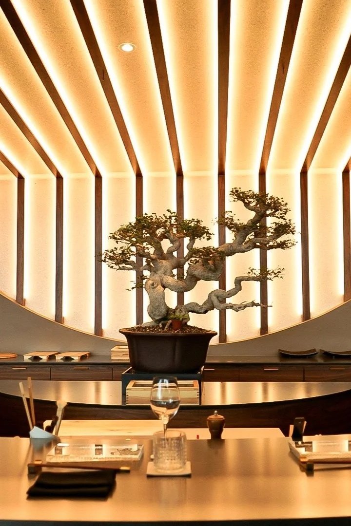 A masterfully pruned, large bonsai tree sits as a focal point on a dark wooden counter at Kōsen in Tampa.