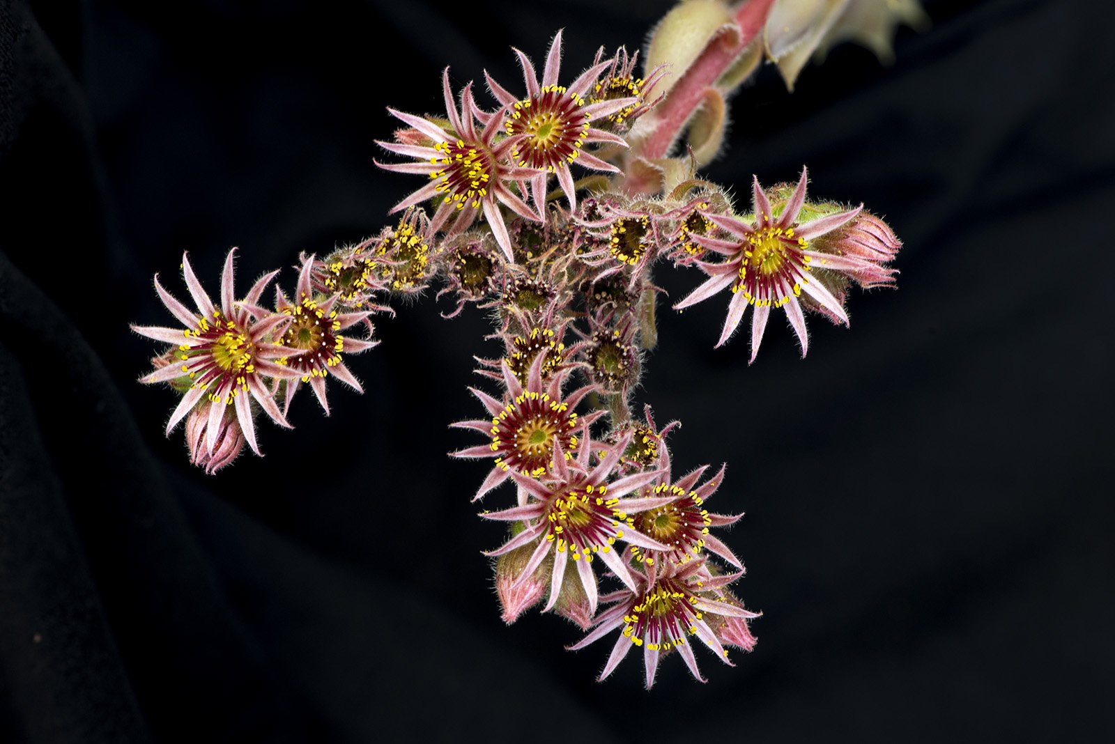 Sempervivum
