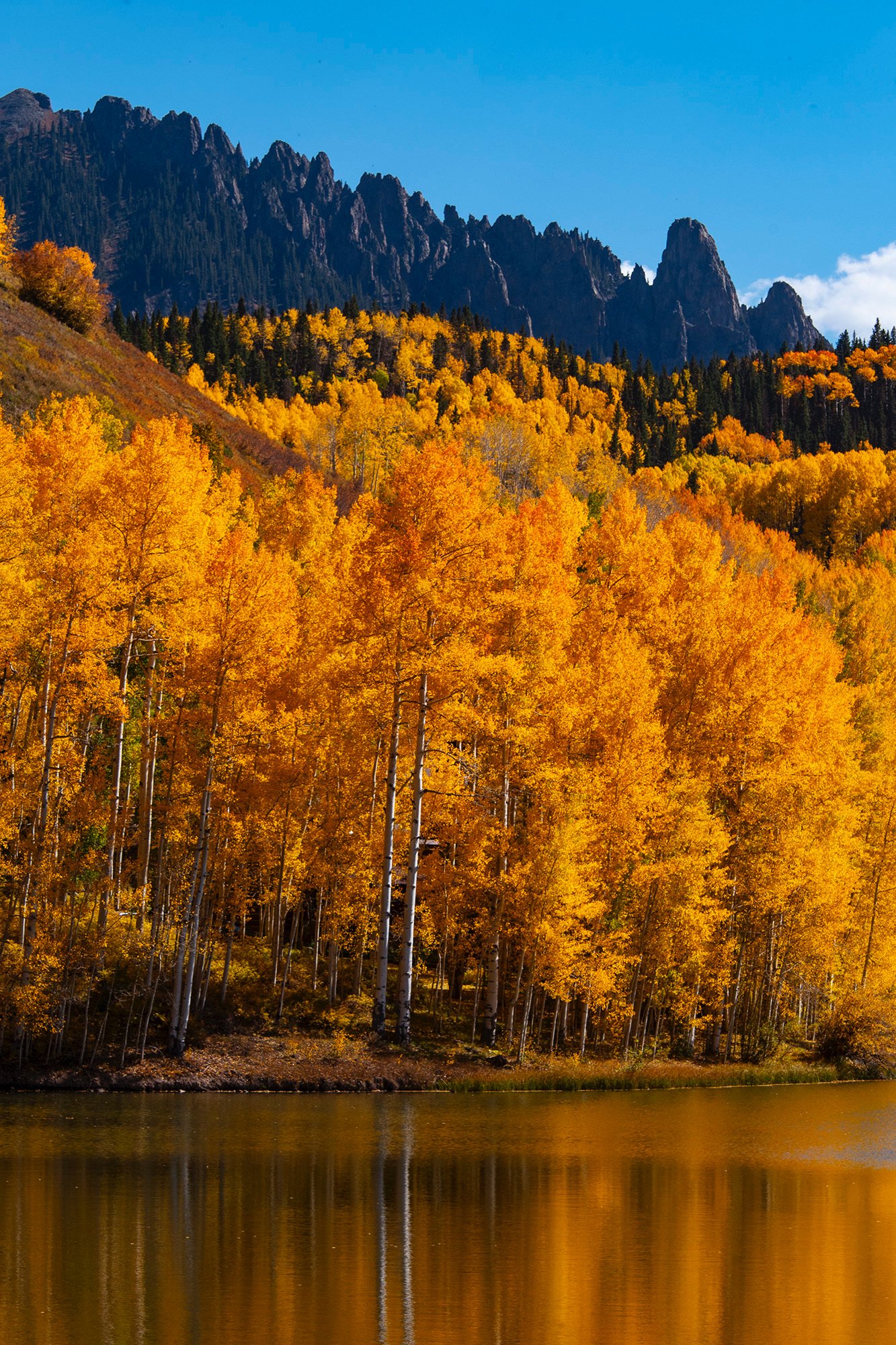 Colorado Aspens 2024