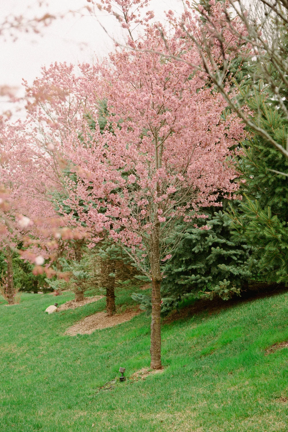 spring trees.jpg