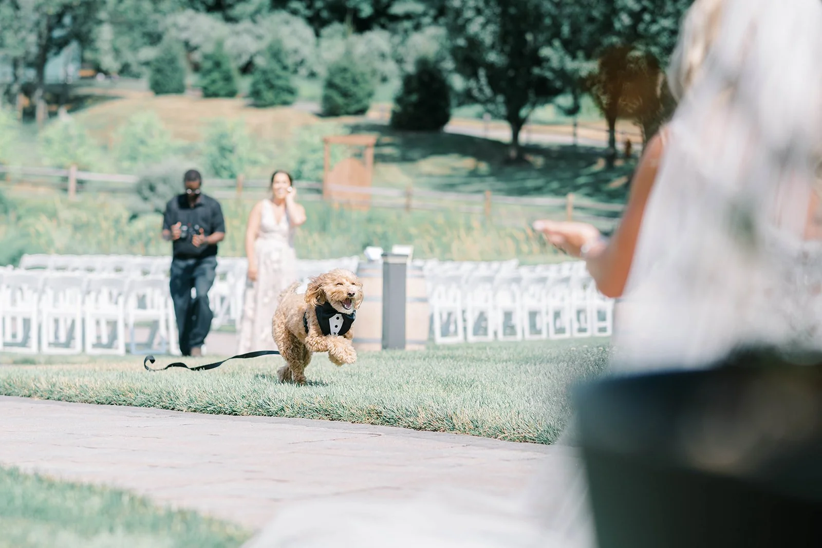DOg.jpg