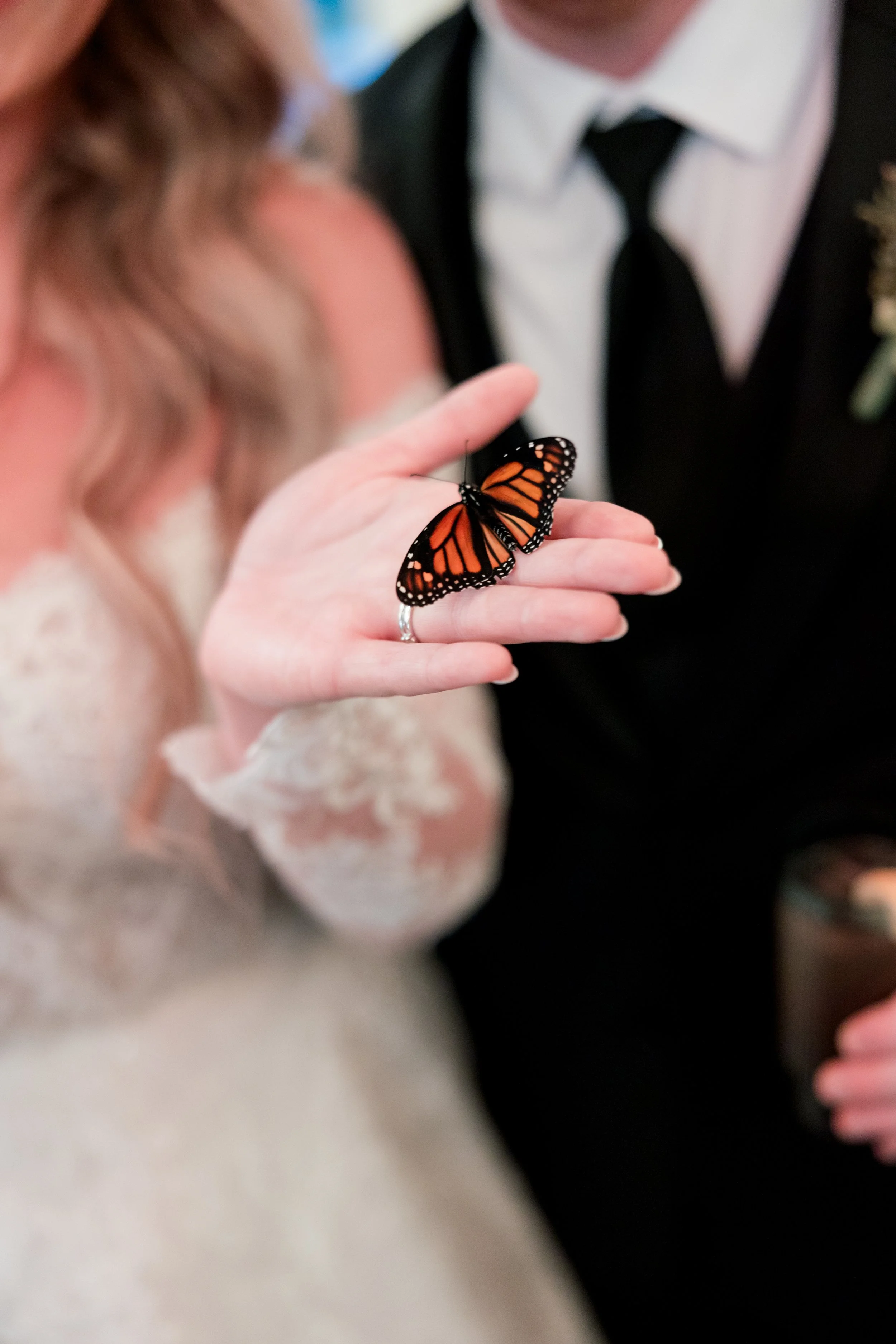 butterfly.jpg