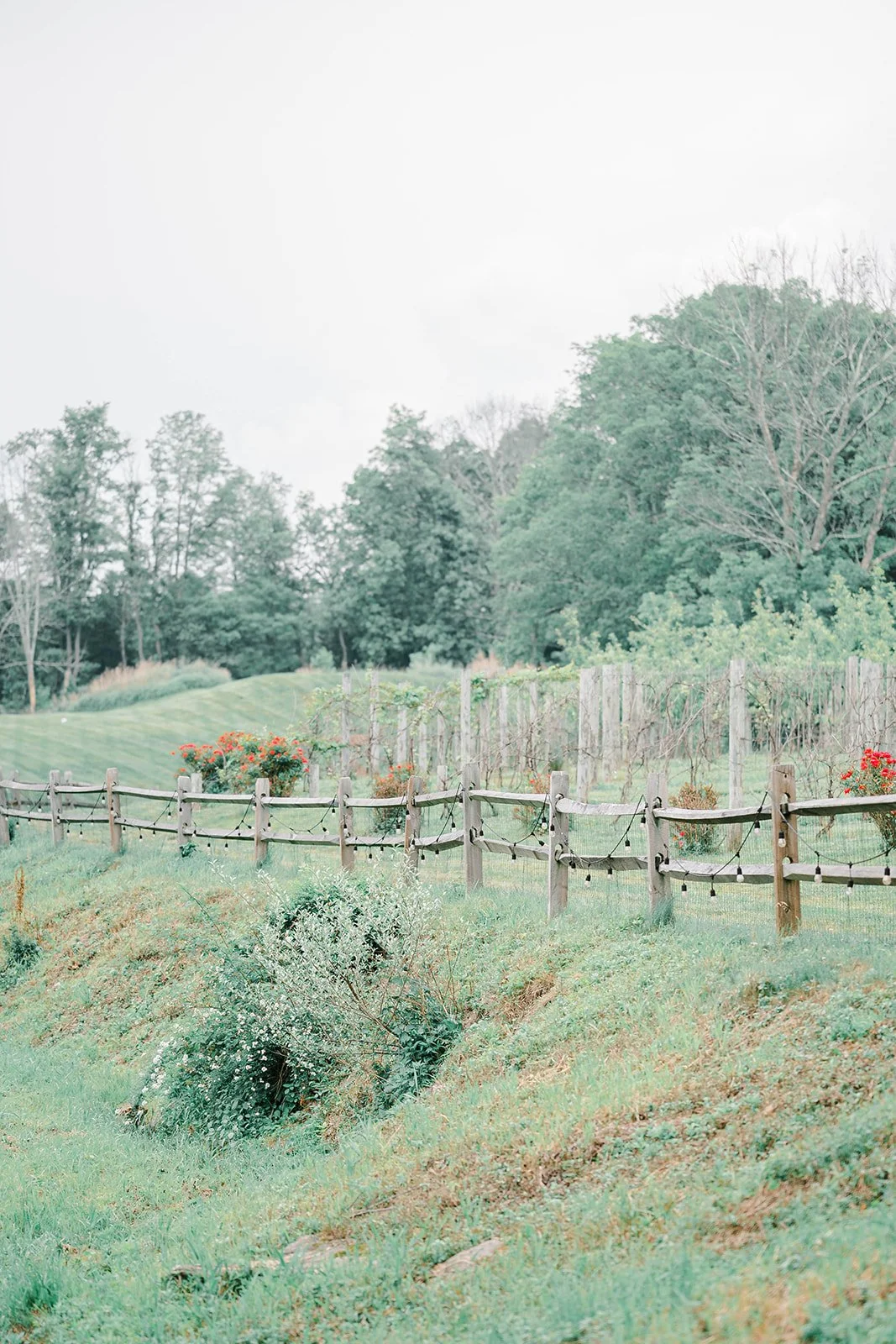 vineyard (4).jpg