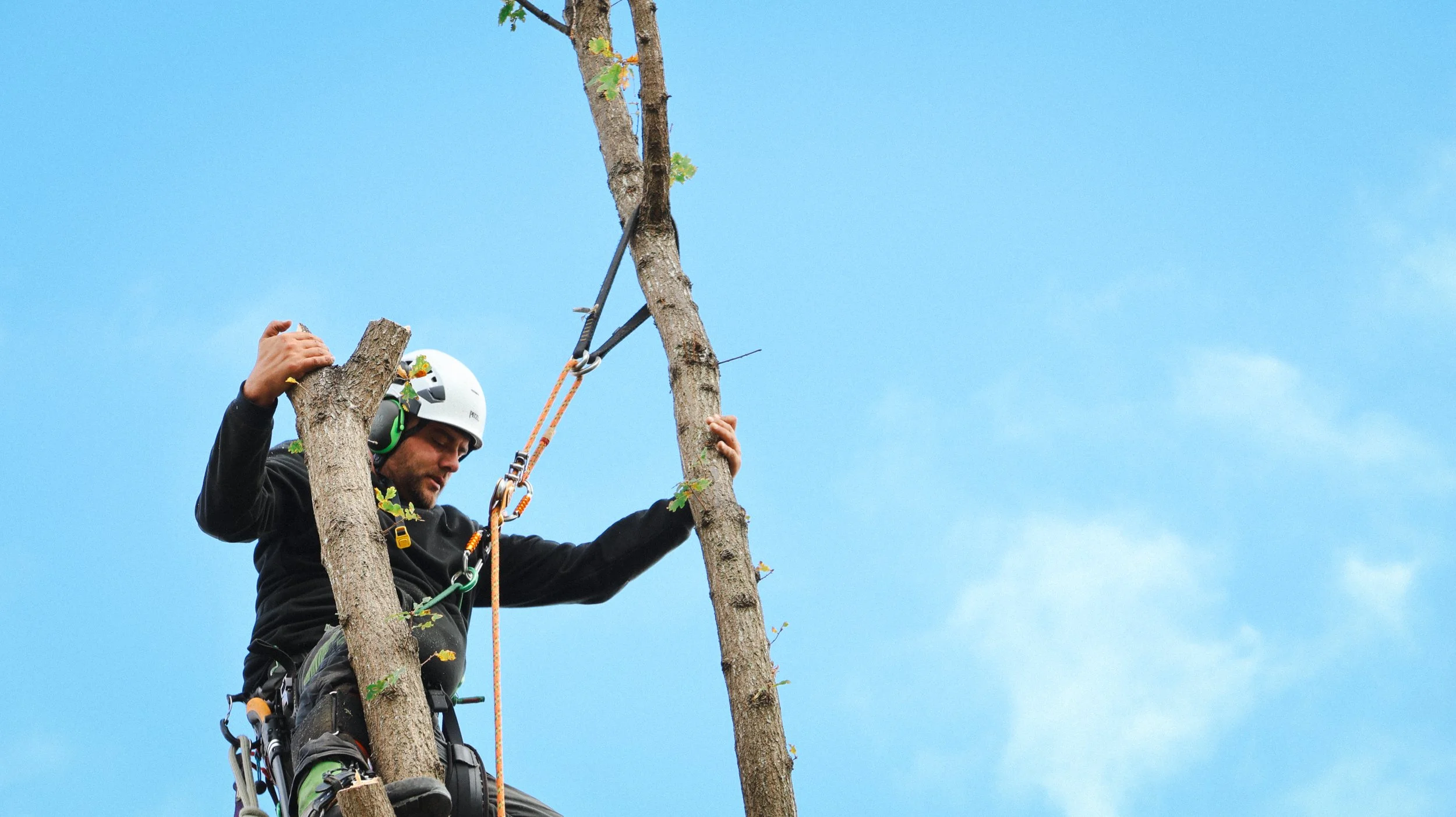 A man wearing a helmet and safety gear is trimming a tall tree against a blue sky.