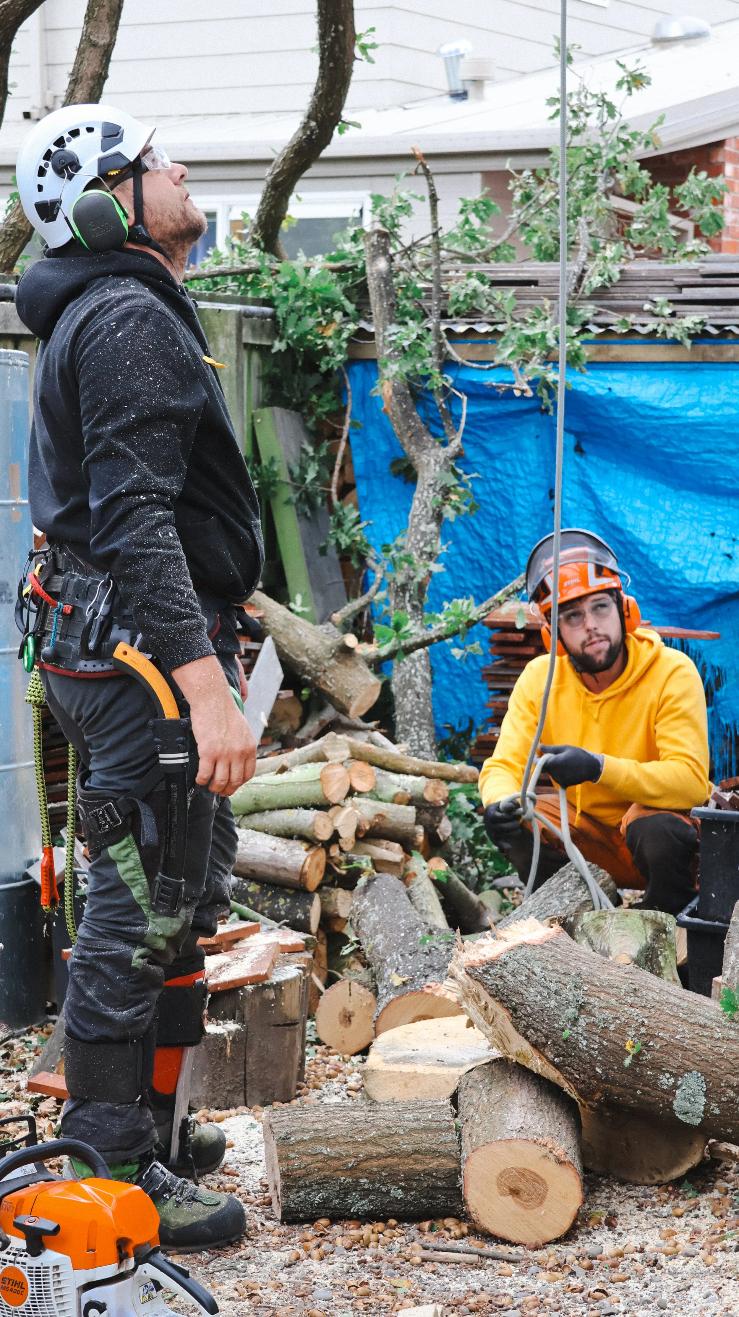 Two of my arborist clients working outdoors cutting down logs from a dead tree that is being felled. One standing and the other squatting, both wearing safety gear including helmets and gloves.