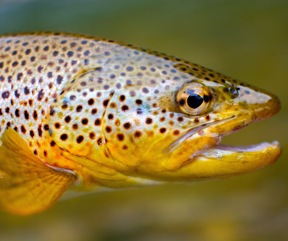 Carthage Pond soon to be stocked with trout