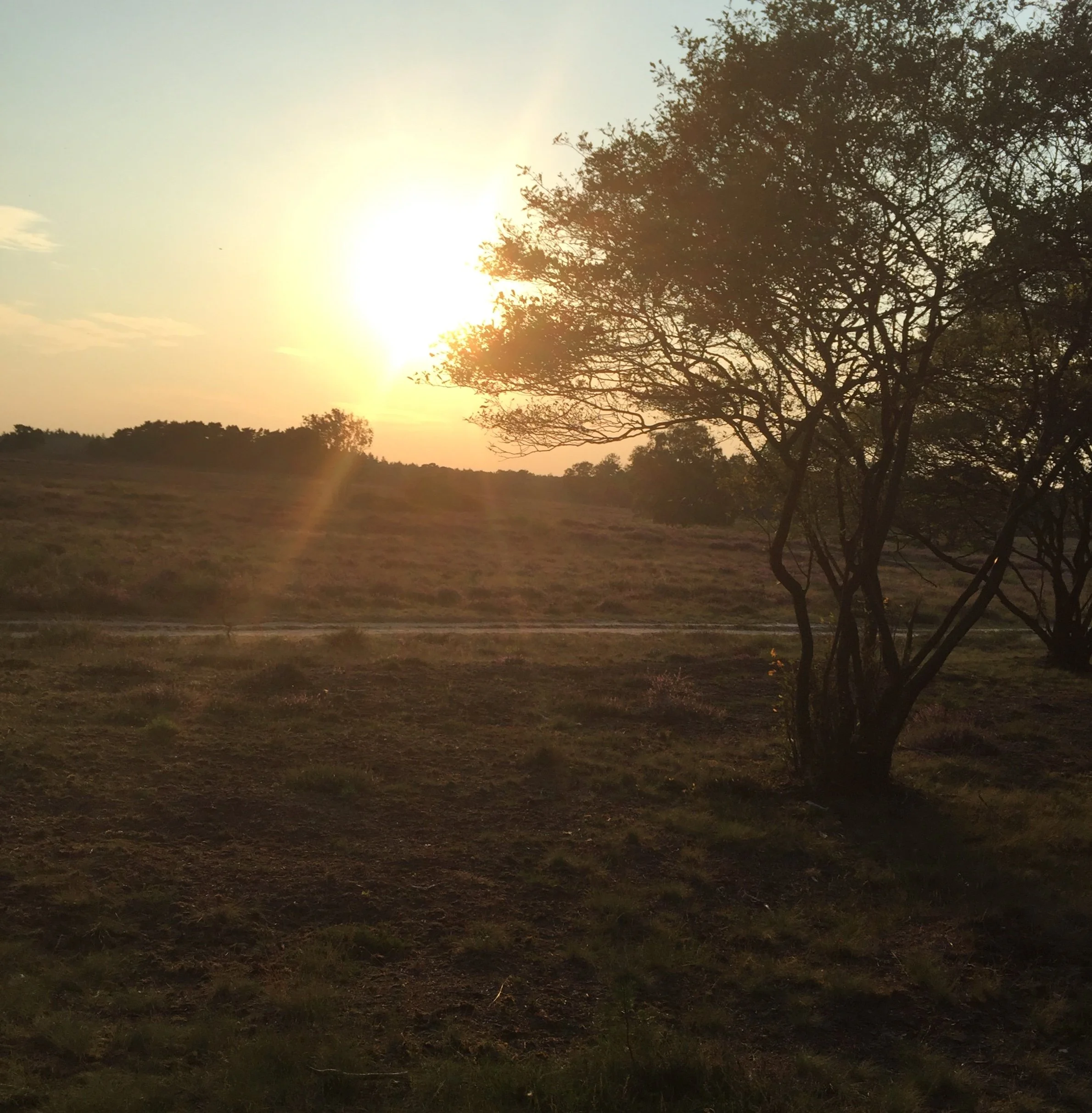 Het Aarde-element is vaak uit evenwicht bij hsp