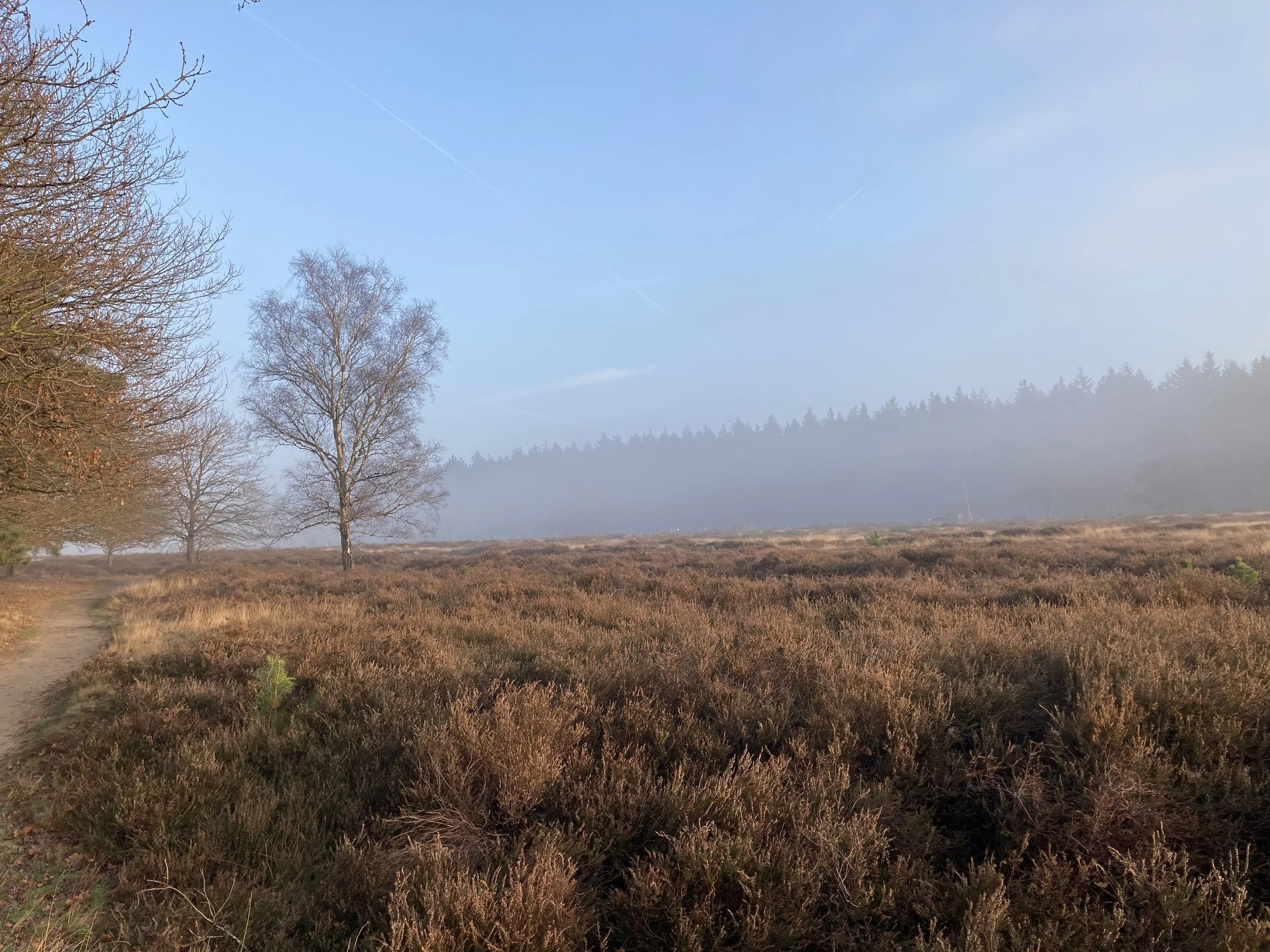 De energie van de herfst: wat mag je loslaten en wat hoort werkelijk bij jou? | Brenda Nieuwenhuizen