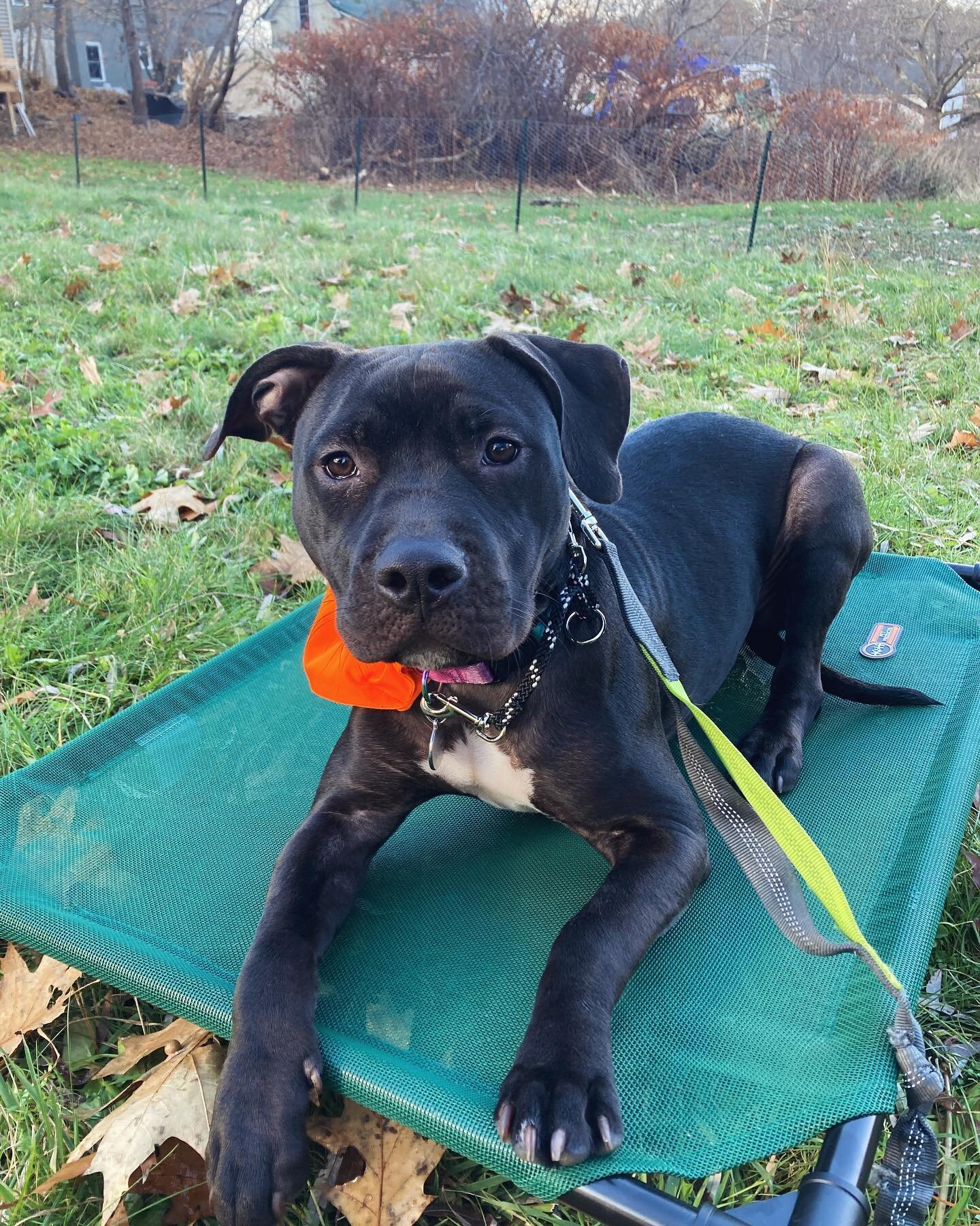 Say hi to our client Willow the 10 month-old pittie mix! Willow is doing our Basic Manners program to develop skills like loose-leash walking, practicing calmness even when she feels excited, and keeping all four paws on the ground when saying hi to 