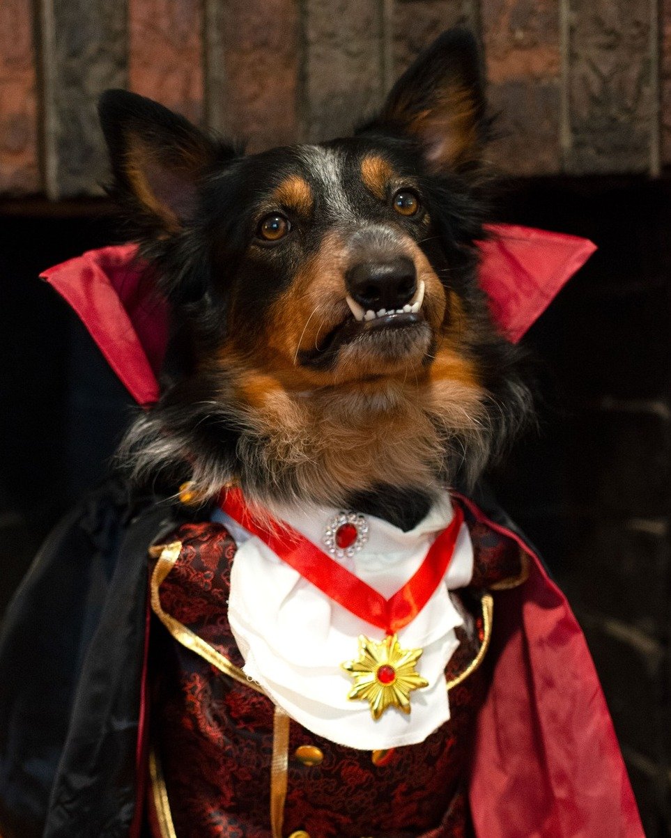 Happy Halloween, pals! 🐺 🧛