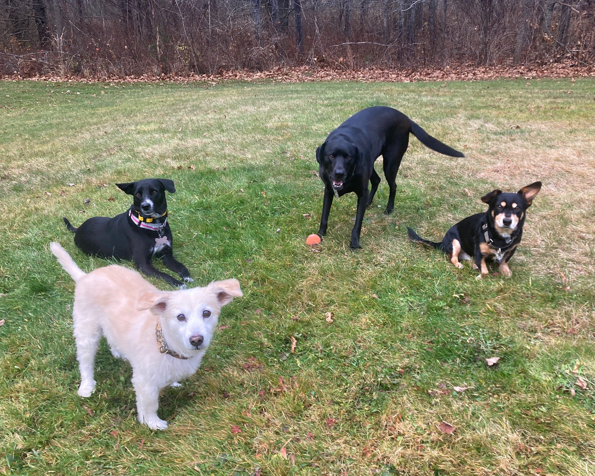 Donna is doing so well at living peacefully and joyfully with her pack mates! Integrating a new dog into an established pack in a way that respects each individual is no easy feat, and Donna's owners have done swimmingly. Donna is one of the smartest