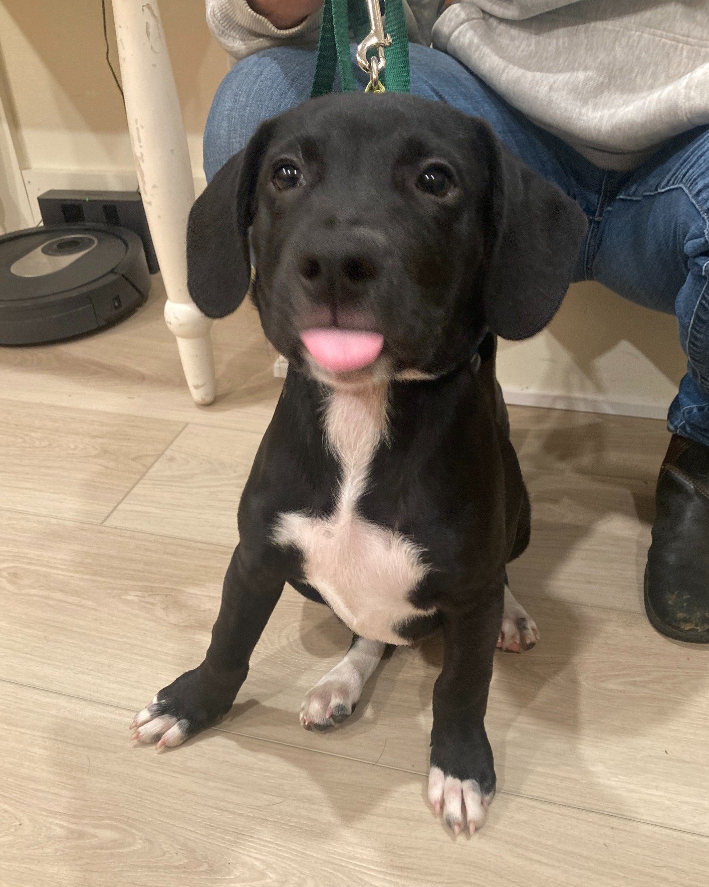 Milo just dropping in to wish everyone an awesome Sunday!