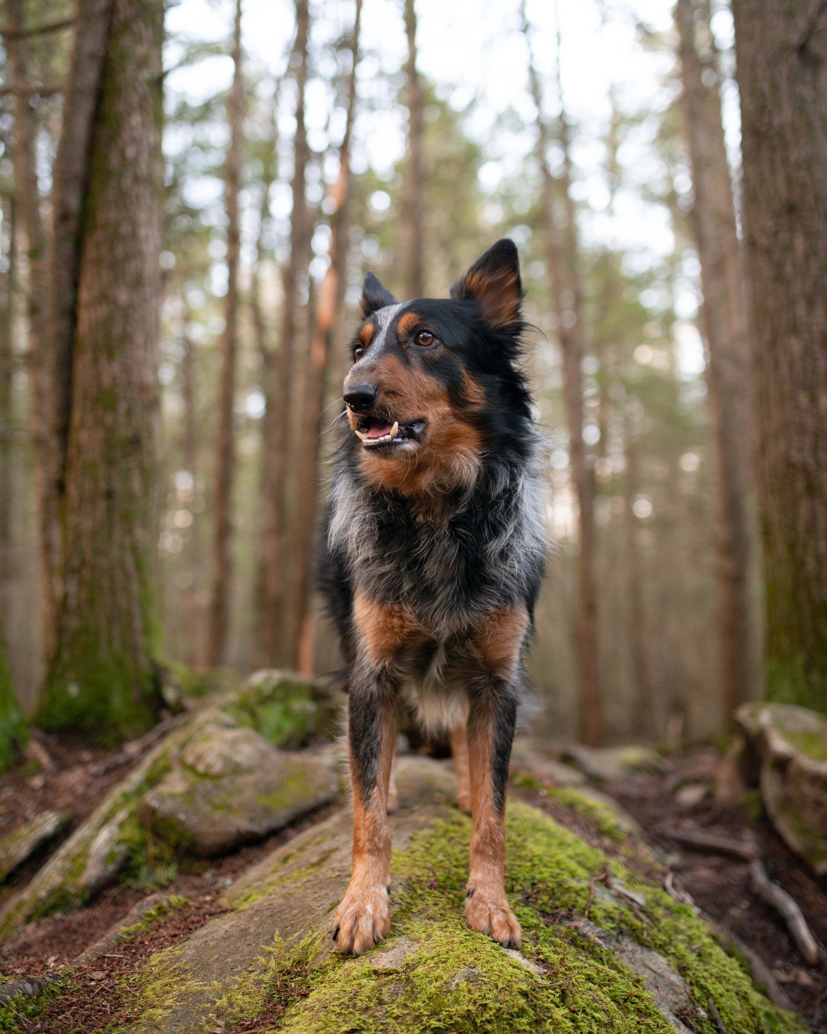 Happy dog 

🦊