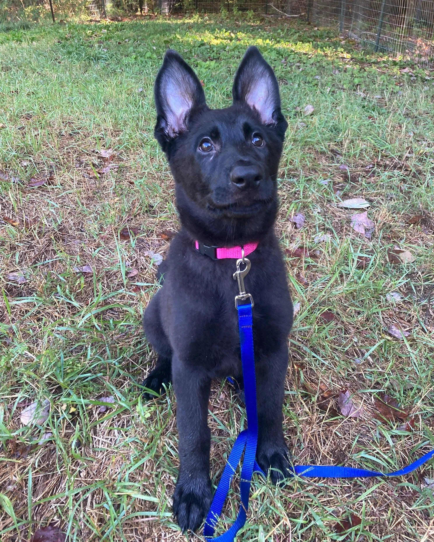 Say hi to Bella! Swipe to see her grow from 12 weeks to 6 months! It has been such a joy stewarding her training journey from such a young age. Bella has grown from a  bitey, wild puppy into a playful and cooperative teenager (with plenty of spice!).