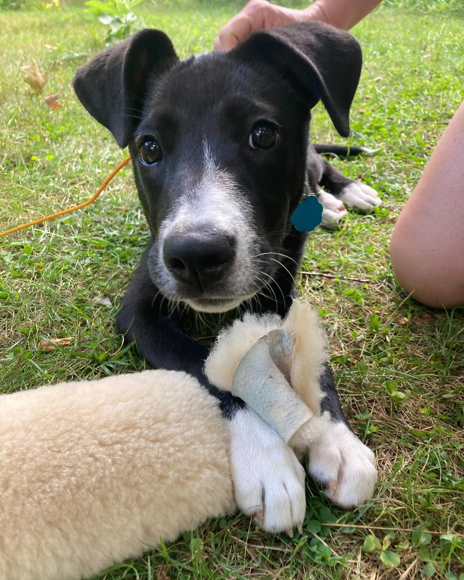 Ah, the mischief in those eyes! Maple is a new addition to her family and we are covering all things puppy:

✨ Overcoming the desire to bite everything in sight
✨ Learning to play with her humans
✨  Socialization and exposure to the big wide world
✨ 