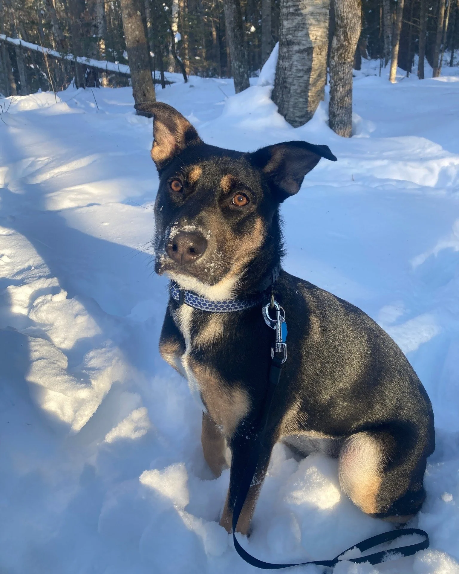 Berry (short for Blueberry 🫐) is a lovely 6-month-old German Shepherd mix! She is learning about off-leash recall so she can enjoy fulfilling hikes and cross-country ski outings with her family. She is lucky to live with two kids, so she's learning 