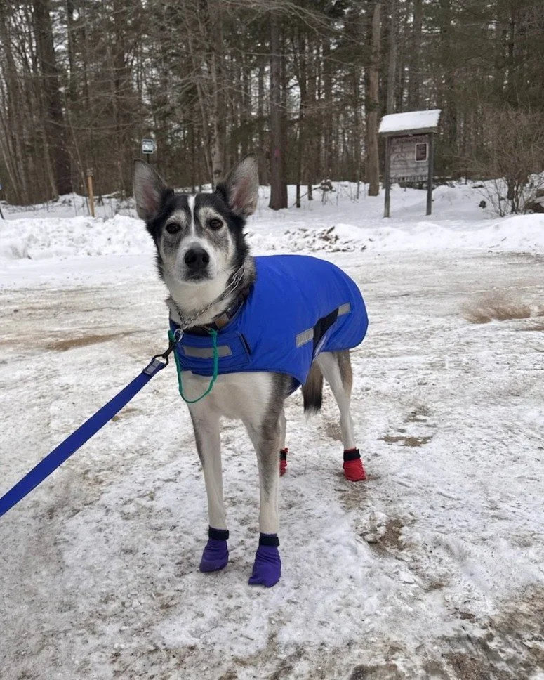Pilot the Alaskan Husky! She is so much fun. We are polishing up her off-leash recall and adding an off-leash heel to make transitions during hikes a breeze. We are also teaching her some new obedience commands and rules around cats, so she can be in