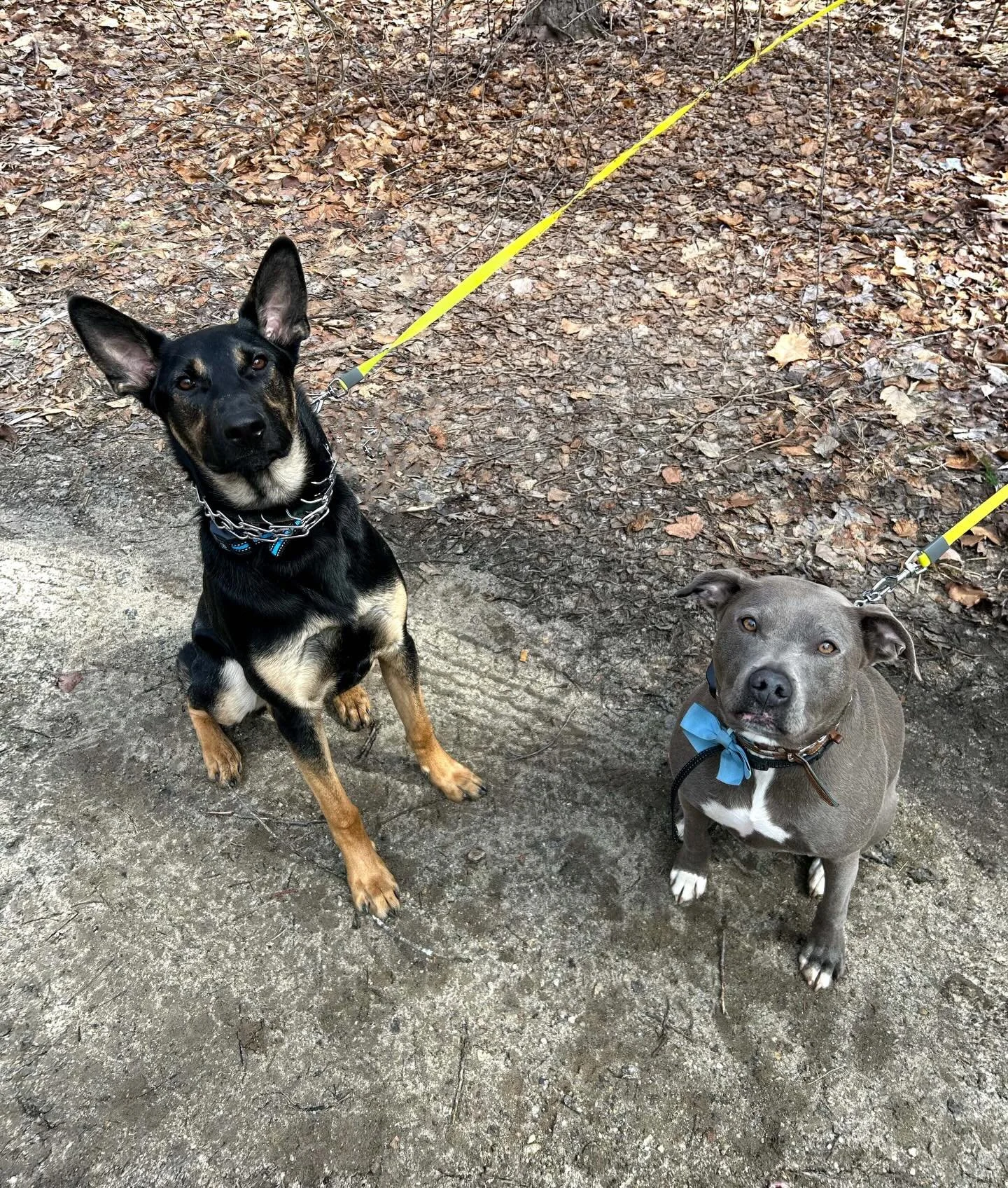 Calcifer and Beatrix, pack mates who started off on rocky footing and are now good friends enjoying life together!

Beatrix did lessons with us last summer, and returned for training with her brand new brother. At first, Beatrix was less than thrille