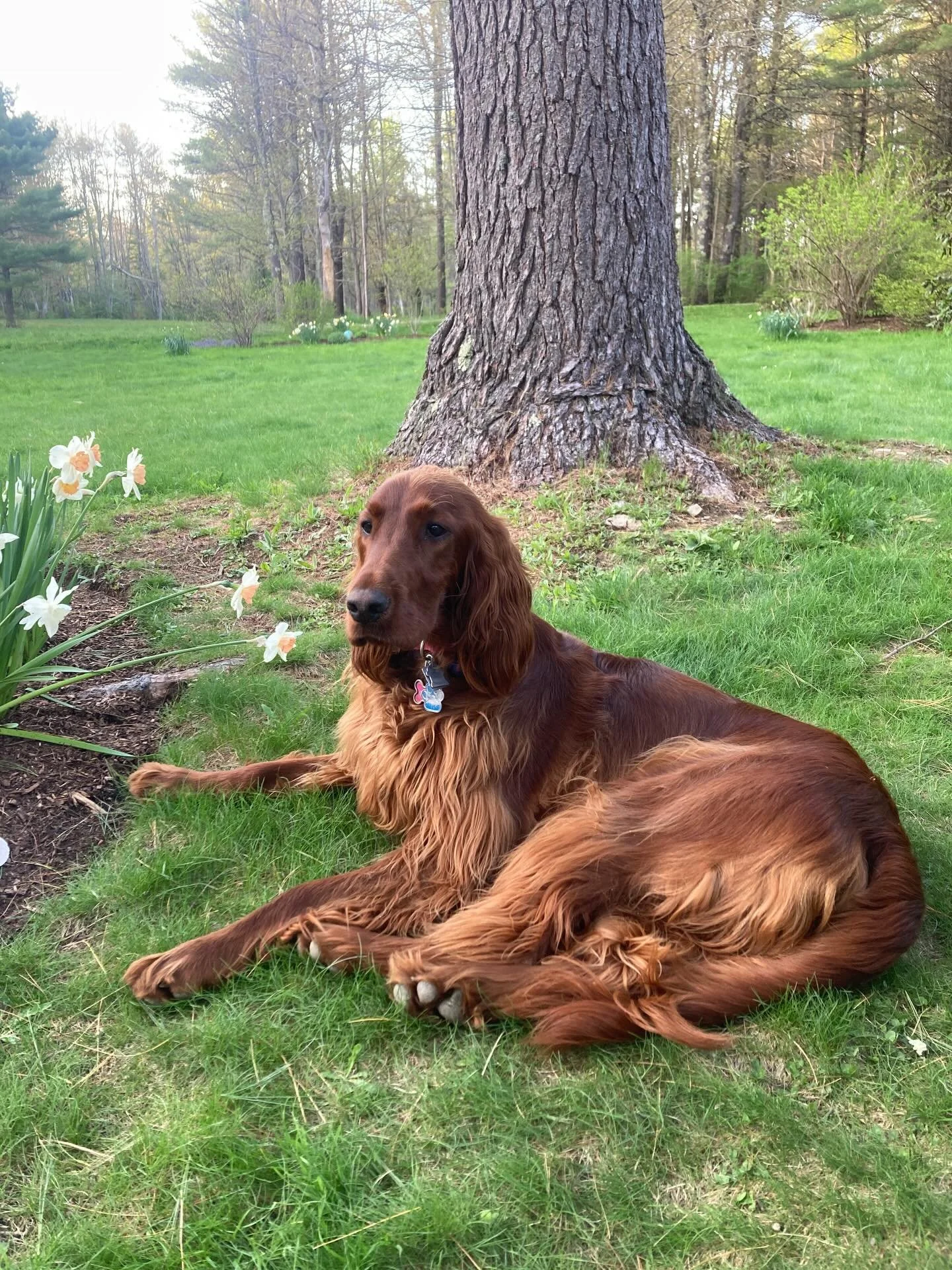 My favorite Irish Setter, Bonnie, in the spring time 🌼