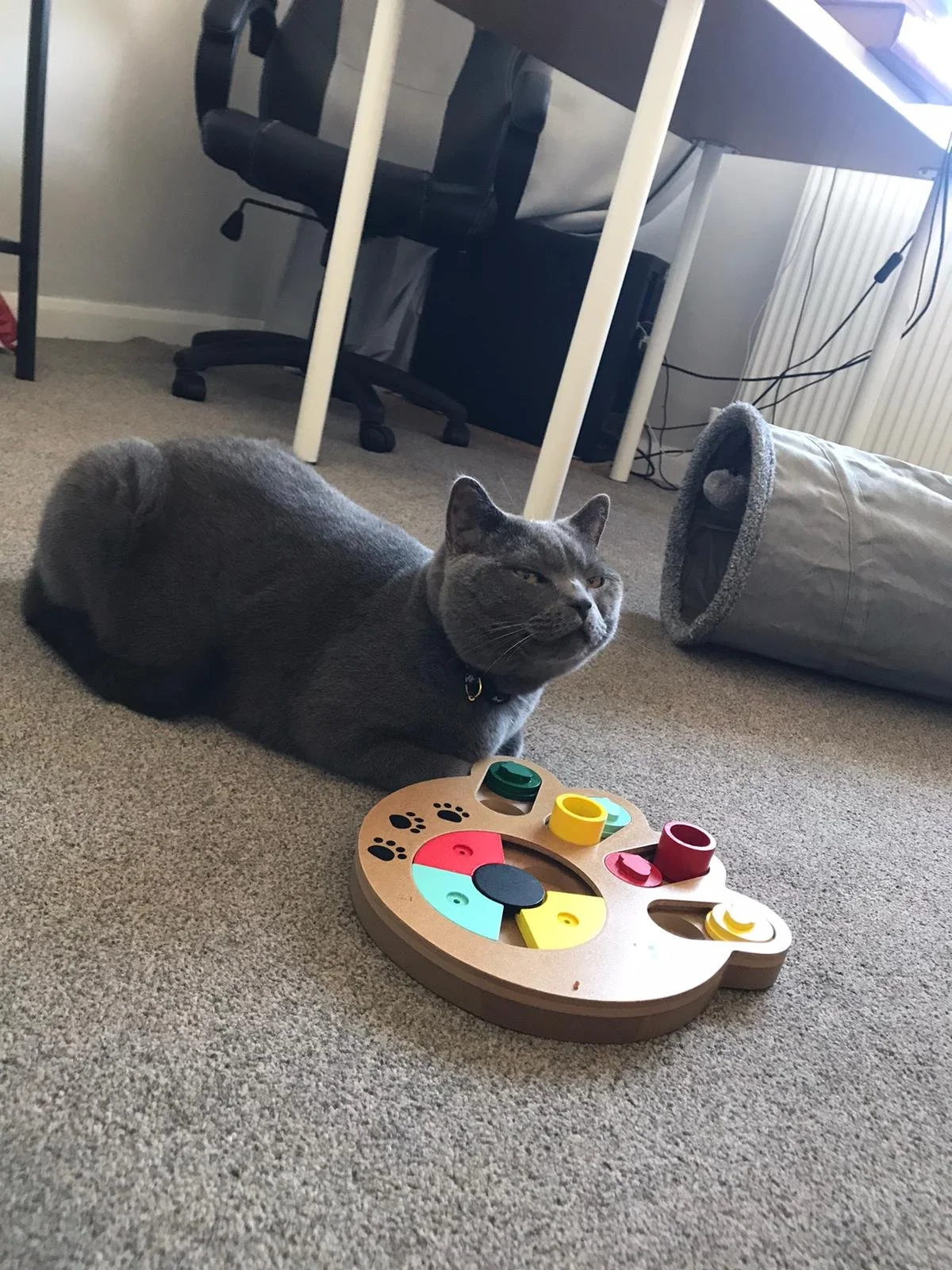 Gray cat sitting on a carpeted floor next to a colorful puzzle toy, with an office chair and desk in the background.