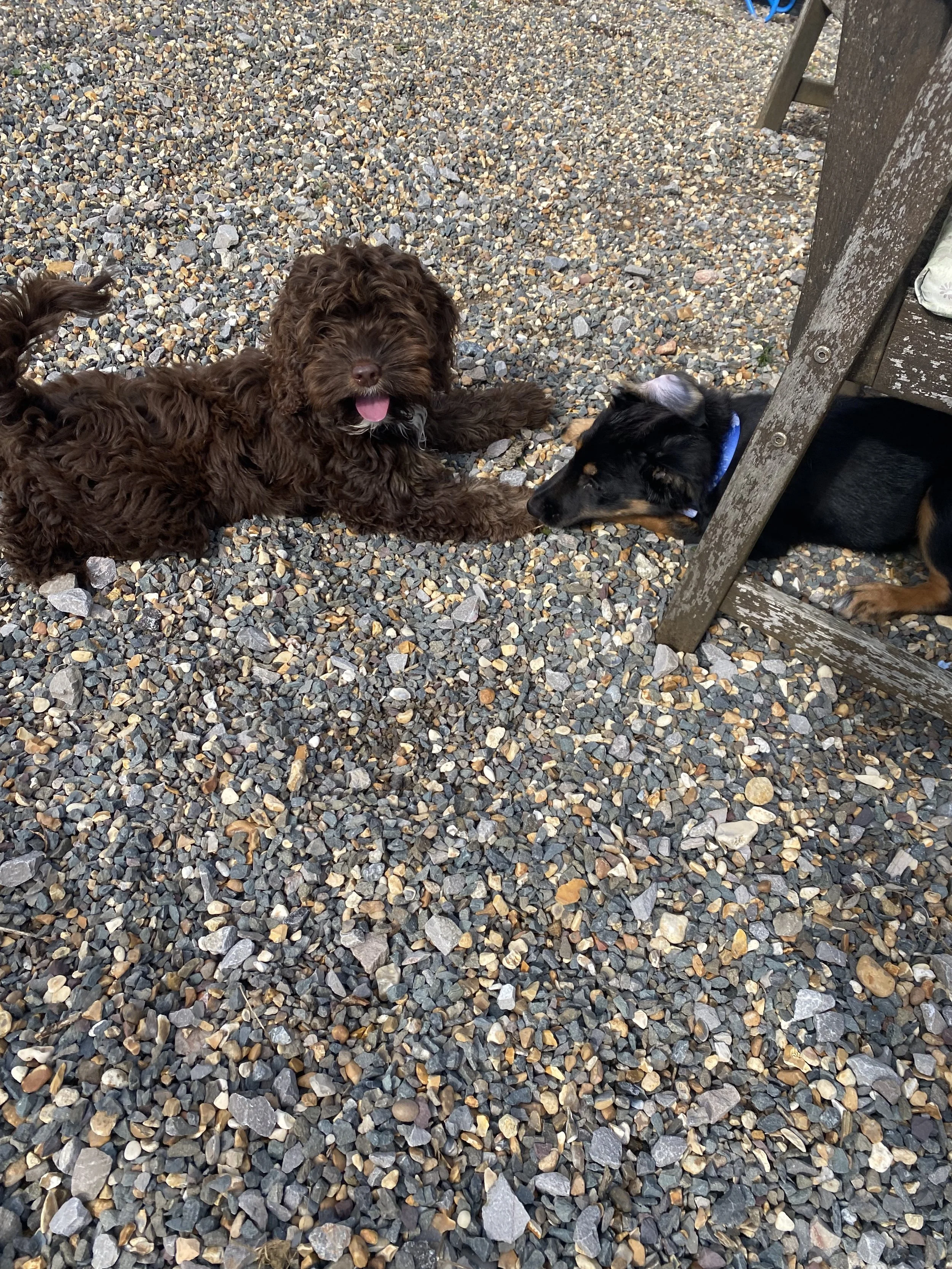 Puppy play 