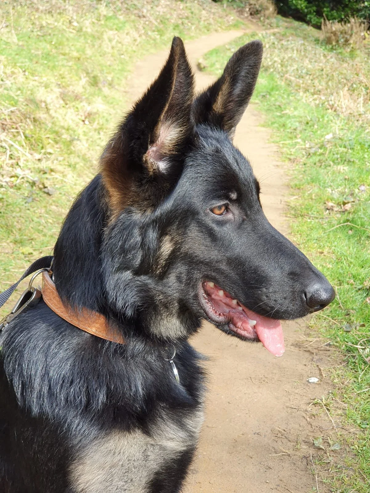 A German Shepherd dog with a black and tan coat, wearing a brown collar, standing on a dirt path with grass and bushes in the background.