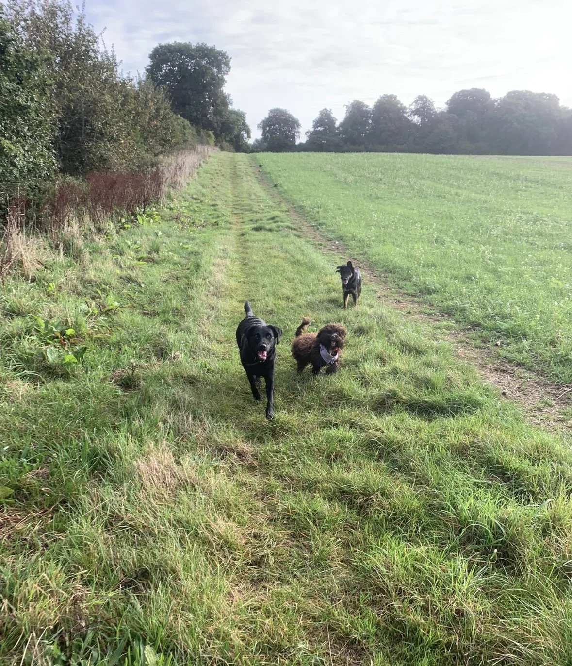 Three dogs running on a grassy path in a field with trees in the background.