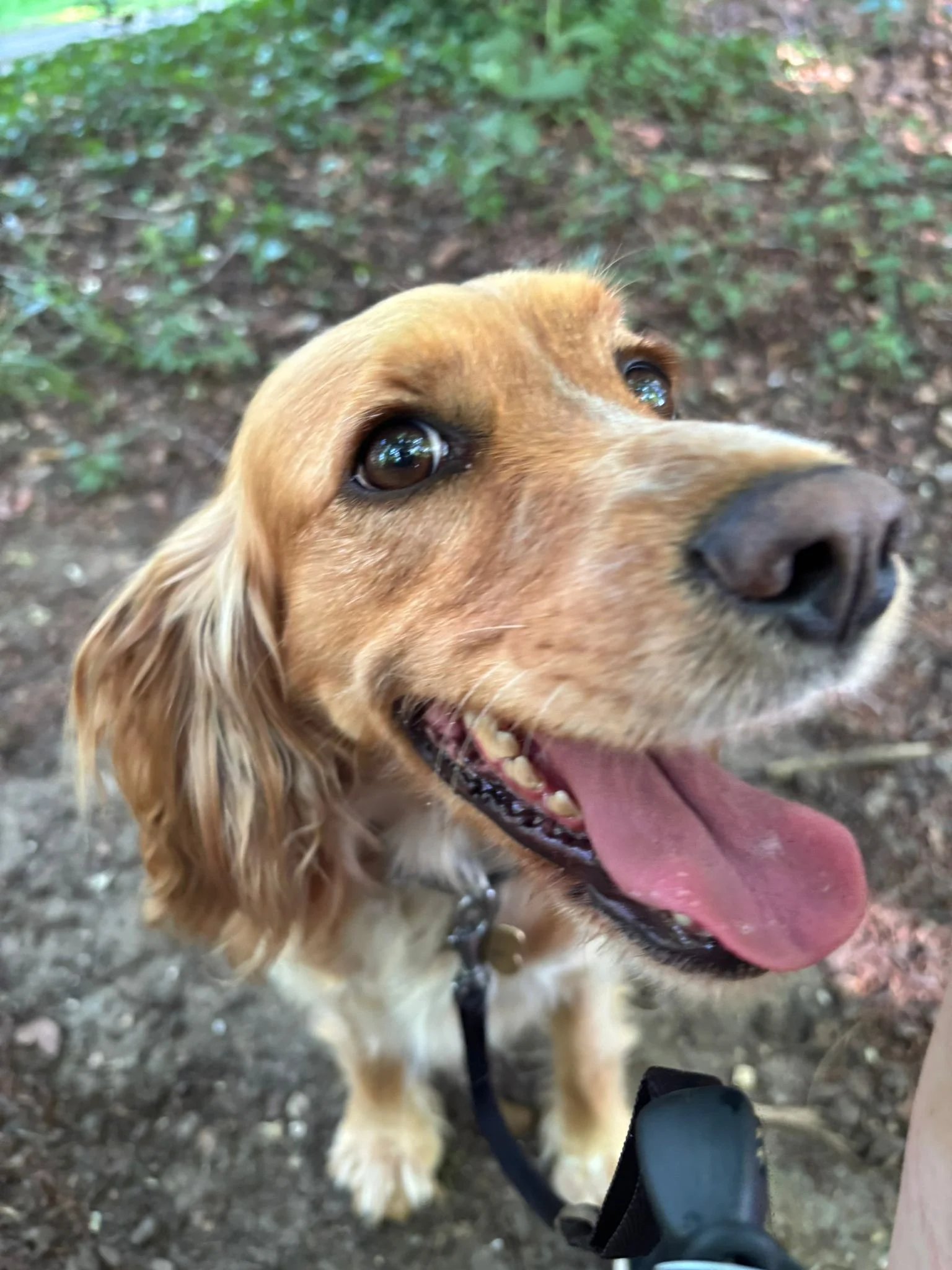 A close-up of a happy, tan-colored dog with its tongue out, wearing a collar and leash, against a natural outdoor background.
