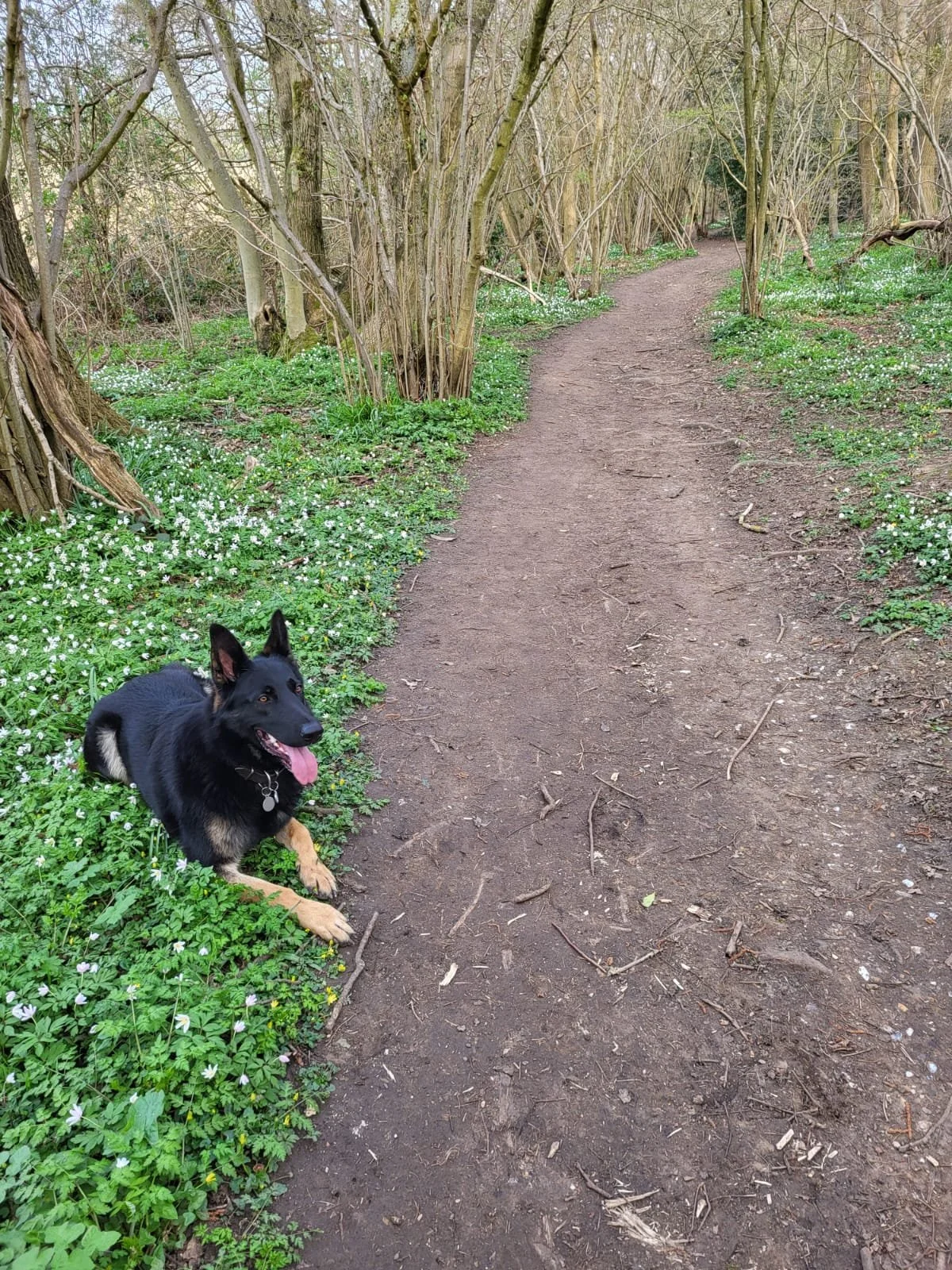 A black and tan dog lying on a patch of green grass next to a dirt path in a wooded area, with trees and small white flowers scattered around.