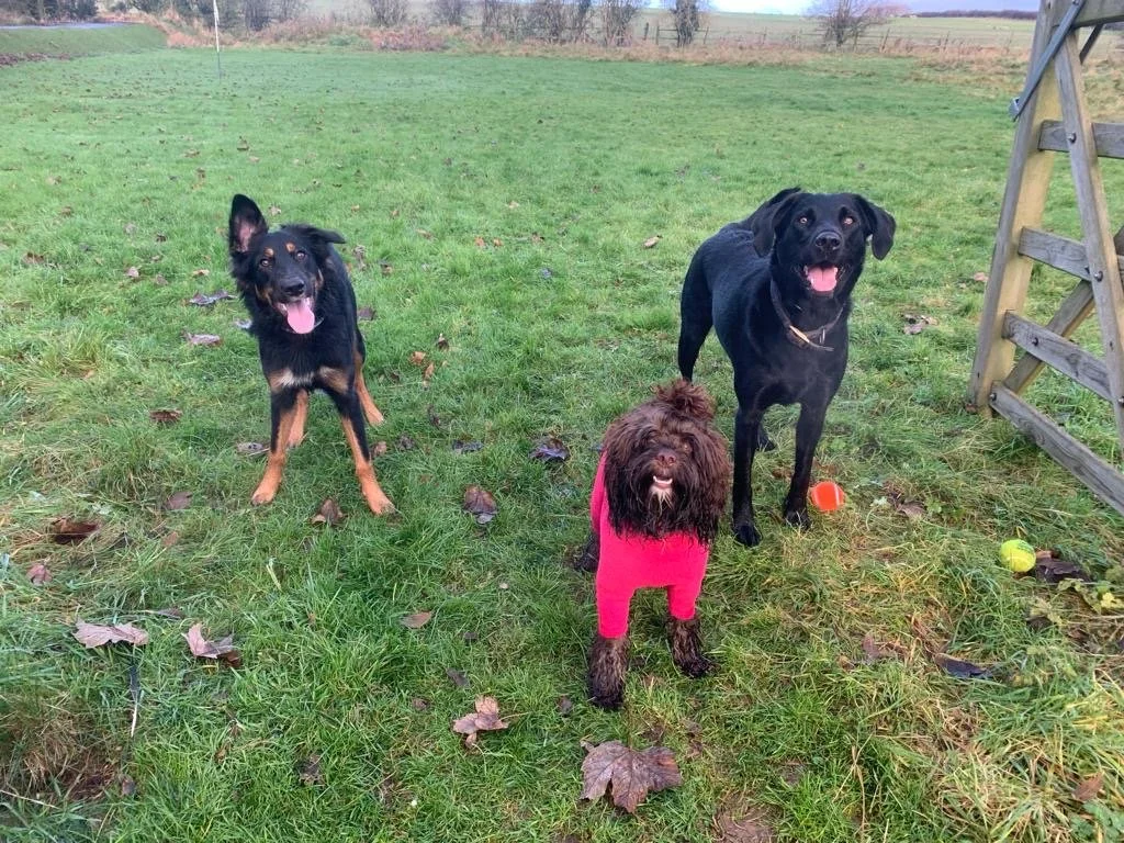 Three dogs on a grassy field, one wearing a pink sweater.